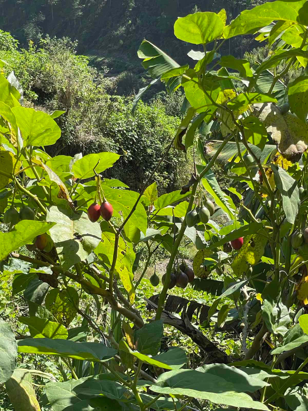Fruit 桌布 壁紙 — 充滿活力的綠葉和紅紫色茄子，在陽光普照的熱帶花園中茂盛生長，背後有茂密的樹葉。