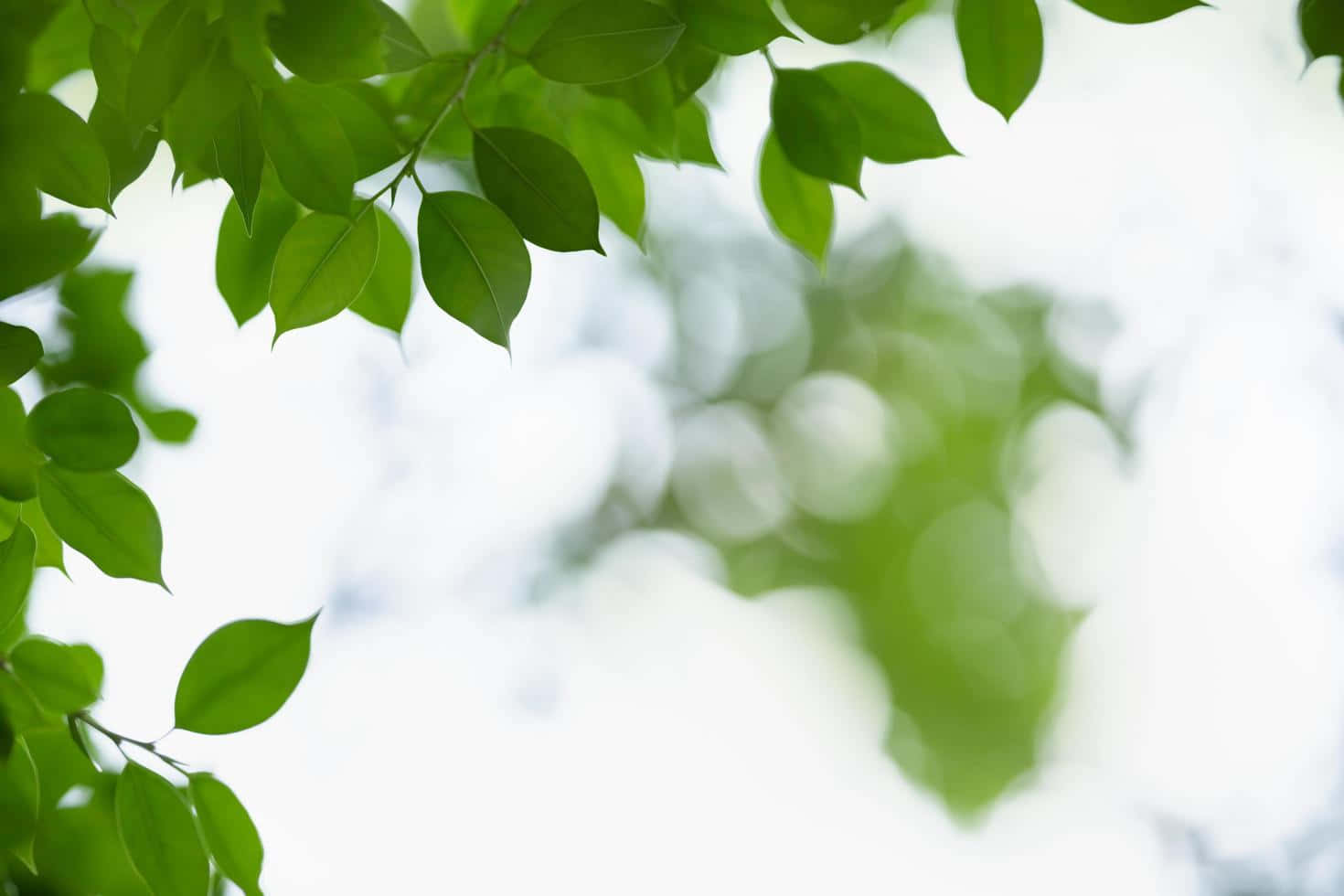 Greenery 桌布 壁紙 — 充滿活力的綠葉在寧靜的自然環境中框住明亮的天空，帶有柔和散景效果。