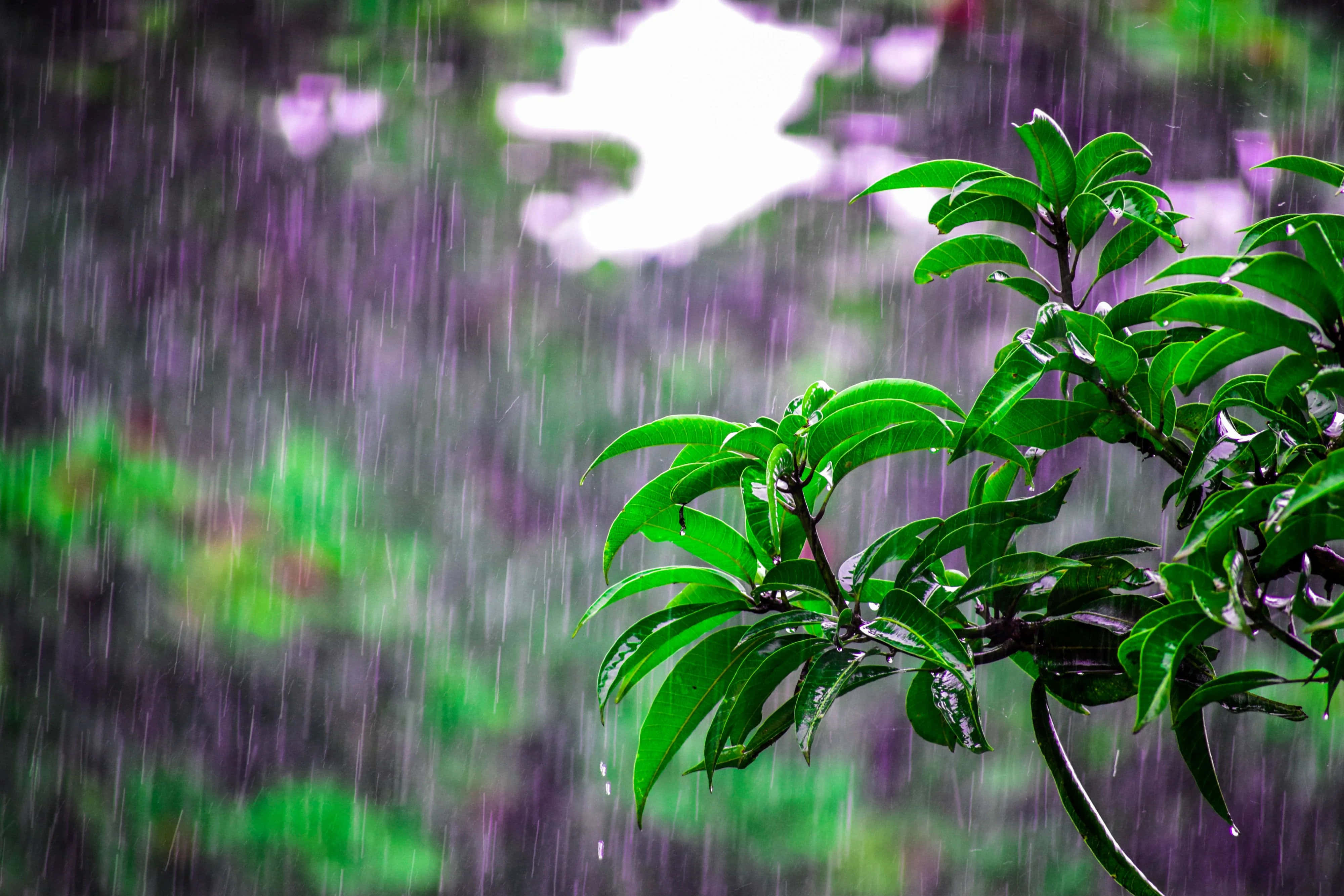 Raining 桌布 壁紙 — 充滿活力的綠葉在暴雨中閃爍著雨滴，背景是模糊的紫色和綠色森林。