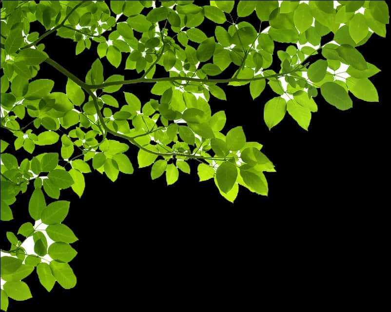 Green Border 桌布 壁紙 — 充滿活力的綠葉在純黑背景上灑落陽光，形成引人注目的自然對比。