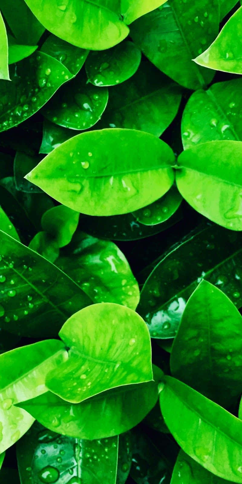 Green Nature iPhone 桌布 壁紙 — 充滿活力的綠葉在茂密的近距離自然拍攝中閃爍著露珠。