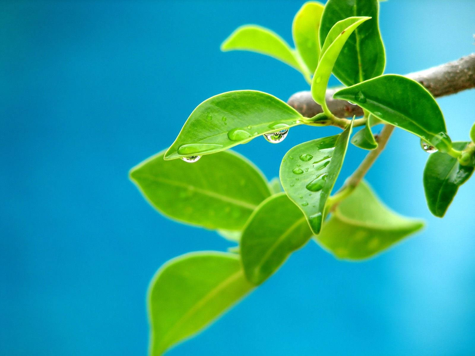 美麗 桌布 壁紙 — 充滿活力的綠葉在鮮豔的藍天背景下閃爍著露珠。