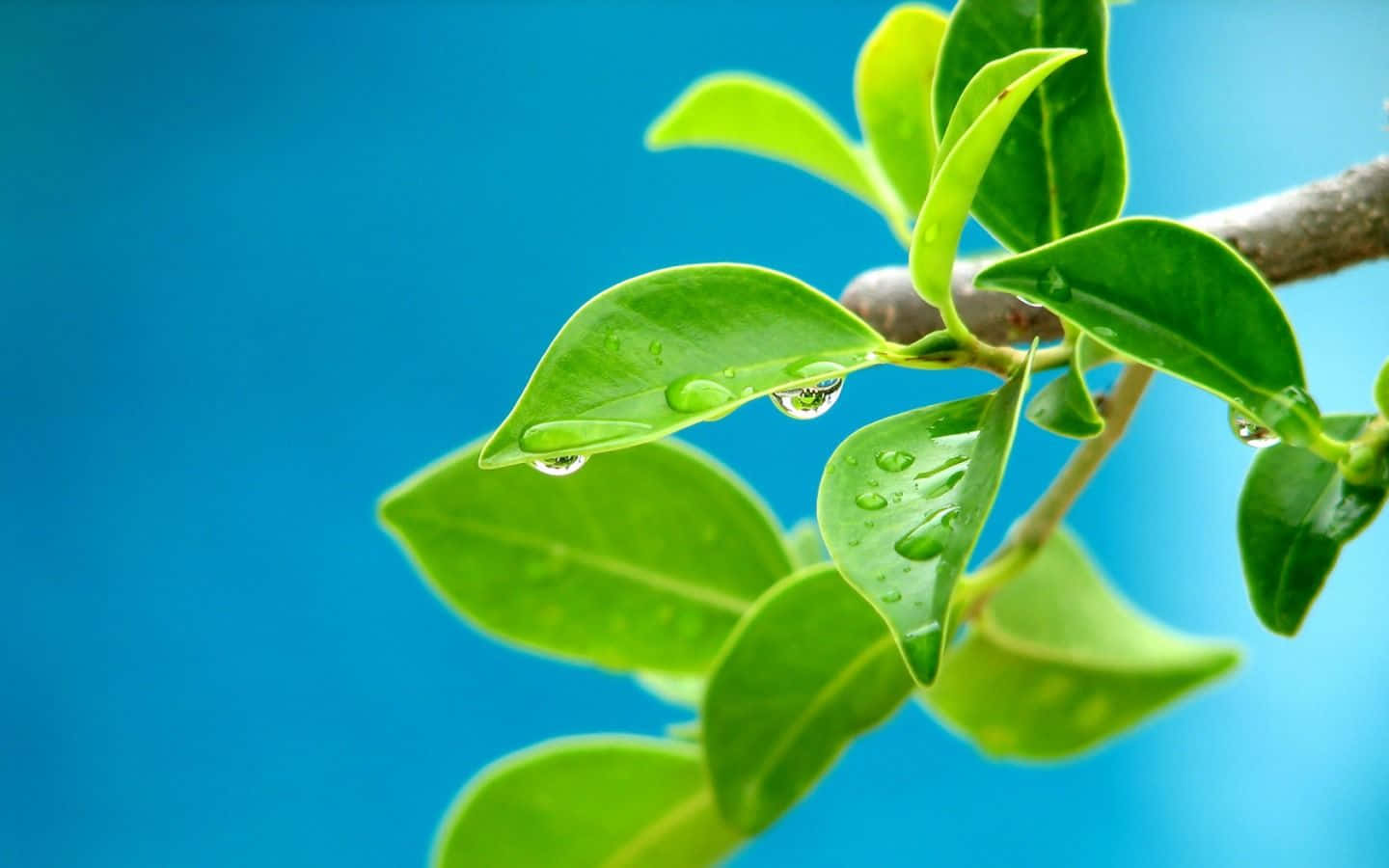 葉子 桌布 壁紙 — 充滿活力的綠葉在鮮豔的藍天背景下閃爍著露珠。
