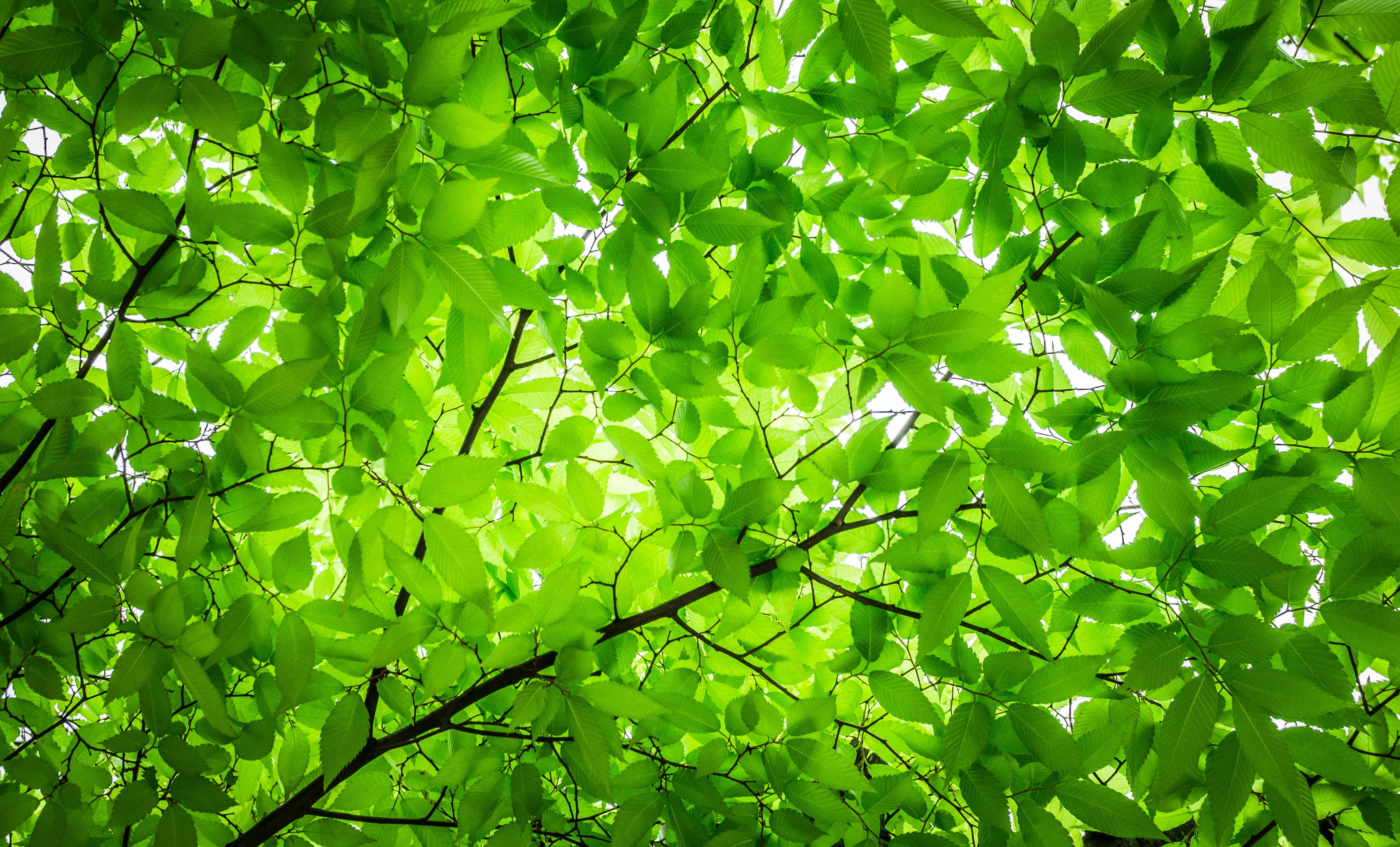 Plant Aesthetic 桌布 壁紙 — 充滿活力的綠葉形成茂密的樹冠，過濾著茂密森林上空的明亮陽光。