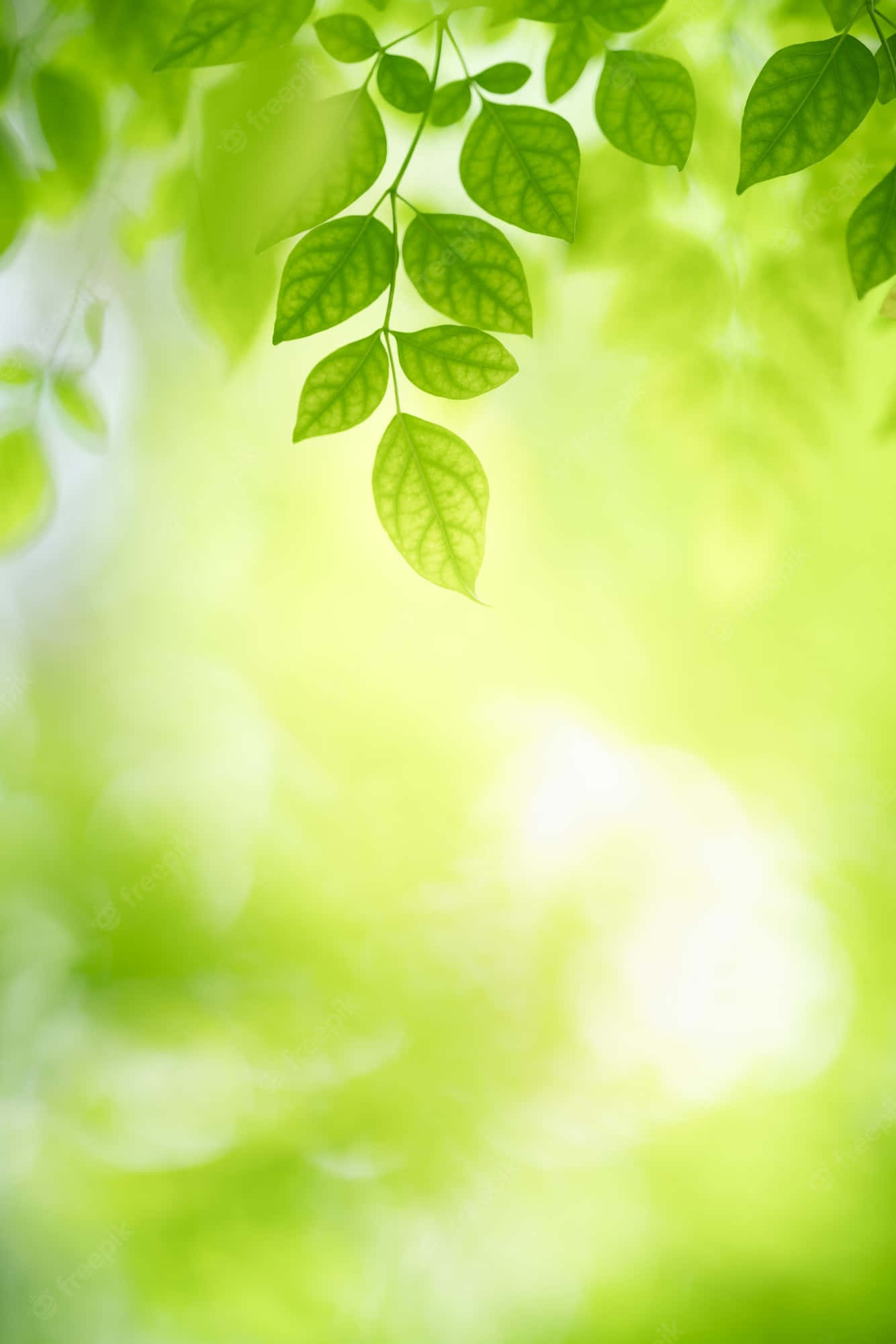 藝術 桌布 壁紙 — 充滿活力的綠葉懸掛在柔和發光的散景背景上，沐浴在自然陽光中。