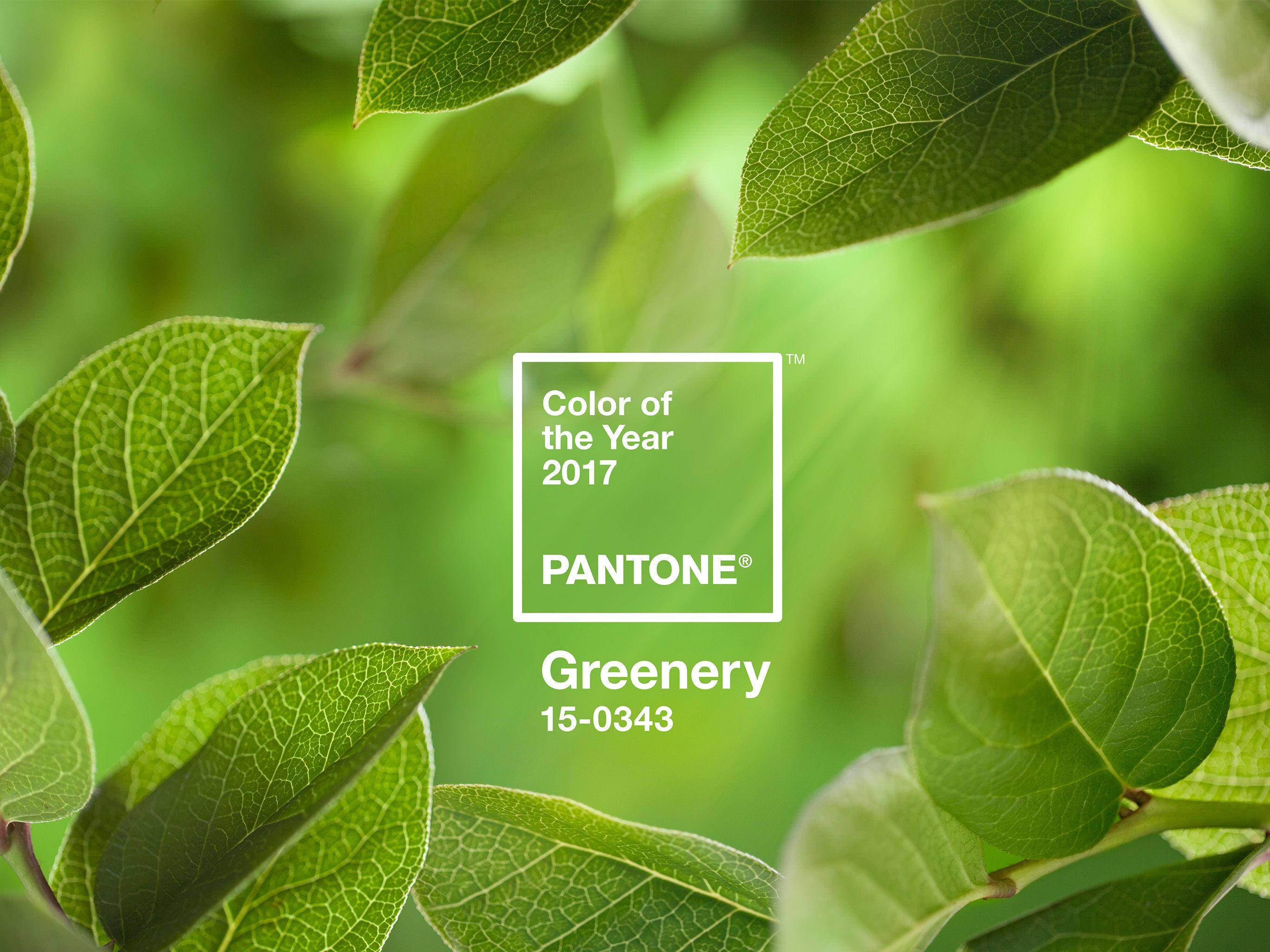 Greenery 桌布 壁紙 — 充滿活力的綠葉框住一個 Pantone Color of the Year 2017 標籤，上面顯示 'Greenery' 15-0343，背景是柔和模糊的樹葉。