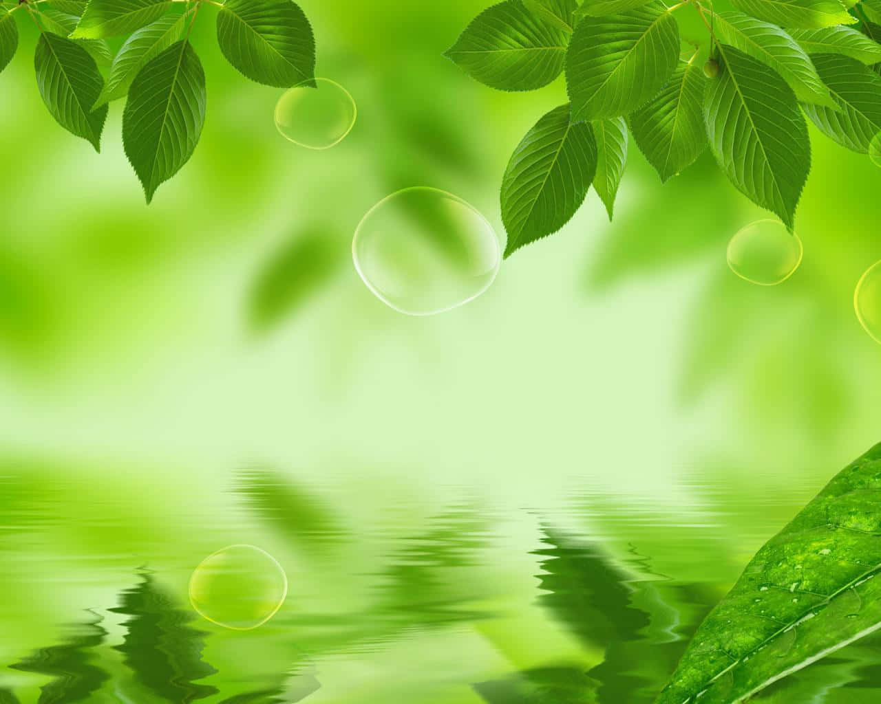 Nature Green 桌布 壁紙 — 充滿活力的綠葉框住平靜的水面，上有浮動的氣泡和柔和倒影。