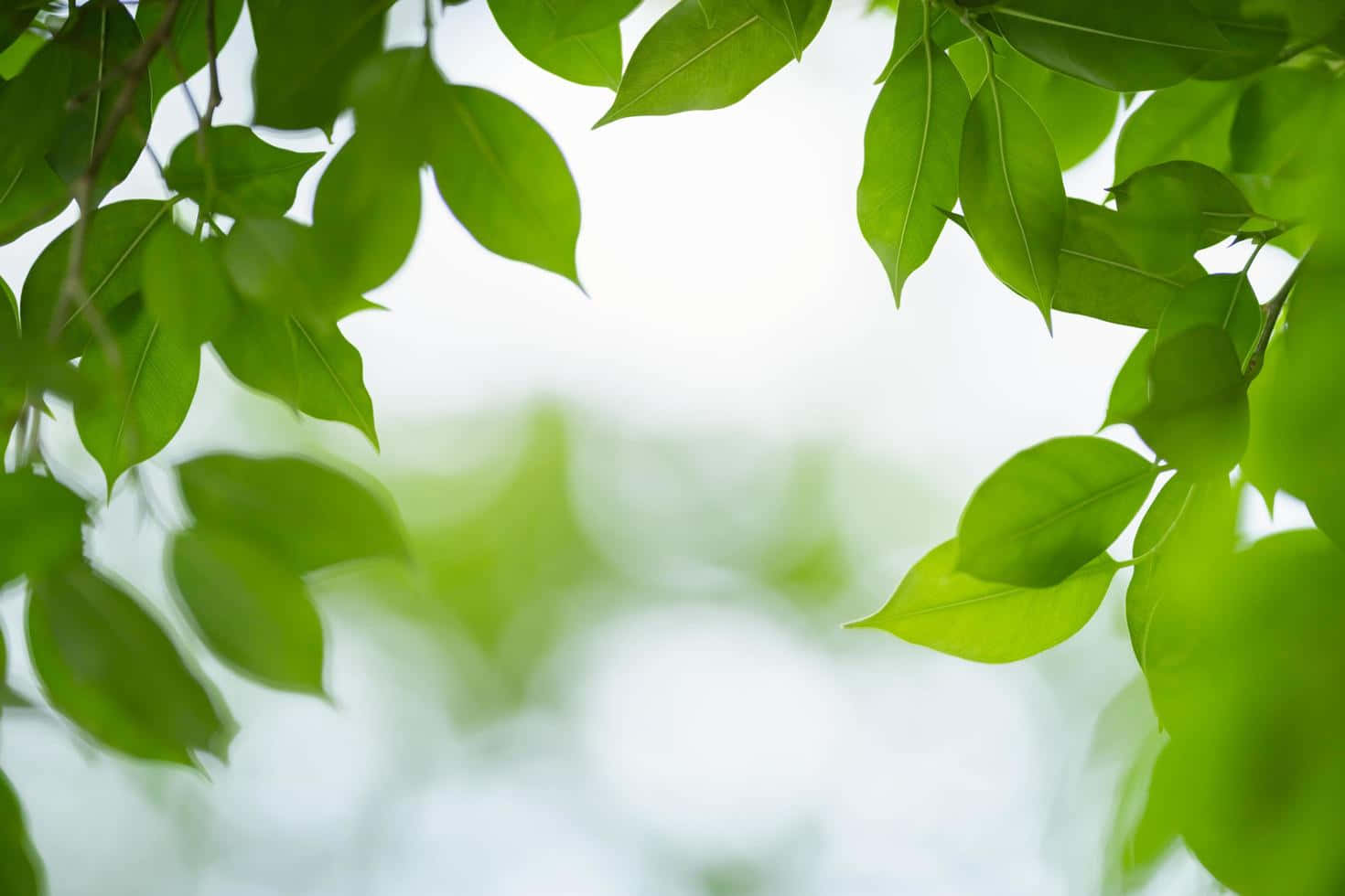 Greenery 桌布 壁紙 — 充滿活力的綠葉框住柔和明亮的天空，營造出自然寧靜的樹冠效果。