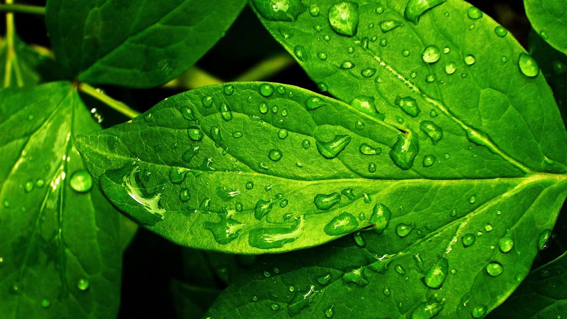 Green Leaves 桌布 壁紙 — 充滿活力的綠葉閃爍著清新的露珠，在特寫自然鏡頭中捕捉光線。