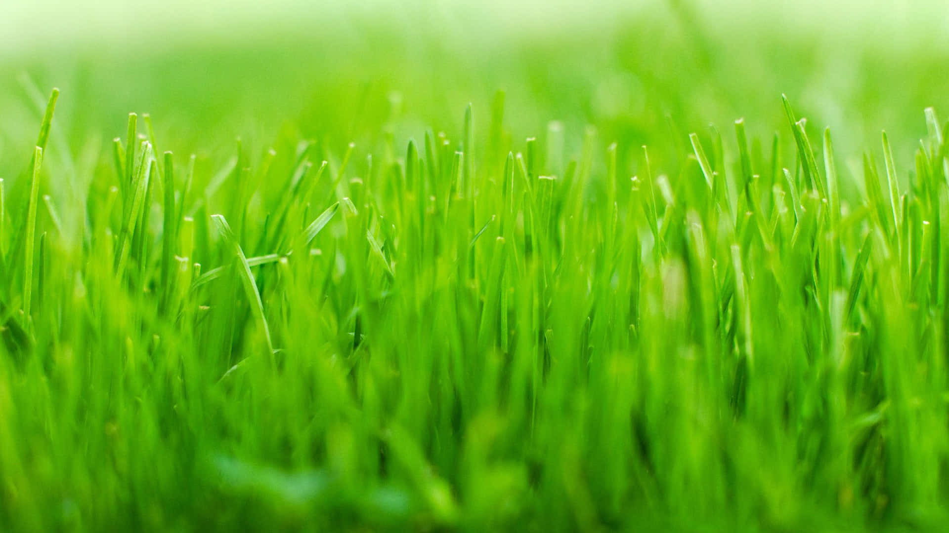 Green Grass 桌布 壁紙 — 充滿活力的翠綠草葉特寫，帶有柔和散景背景和自然陽光。