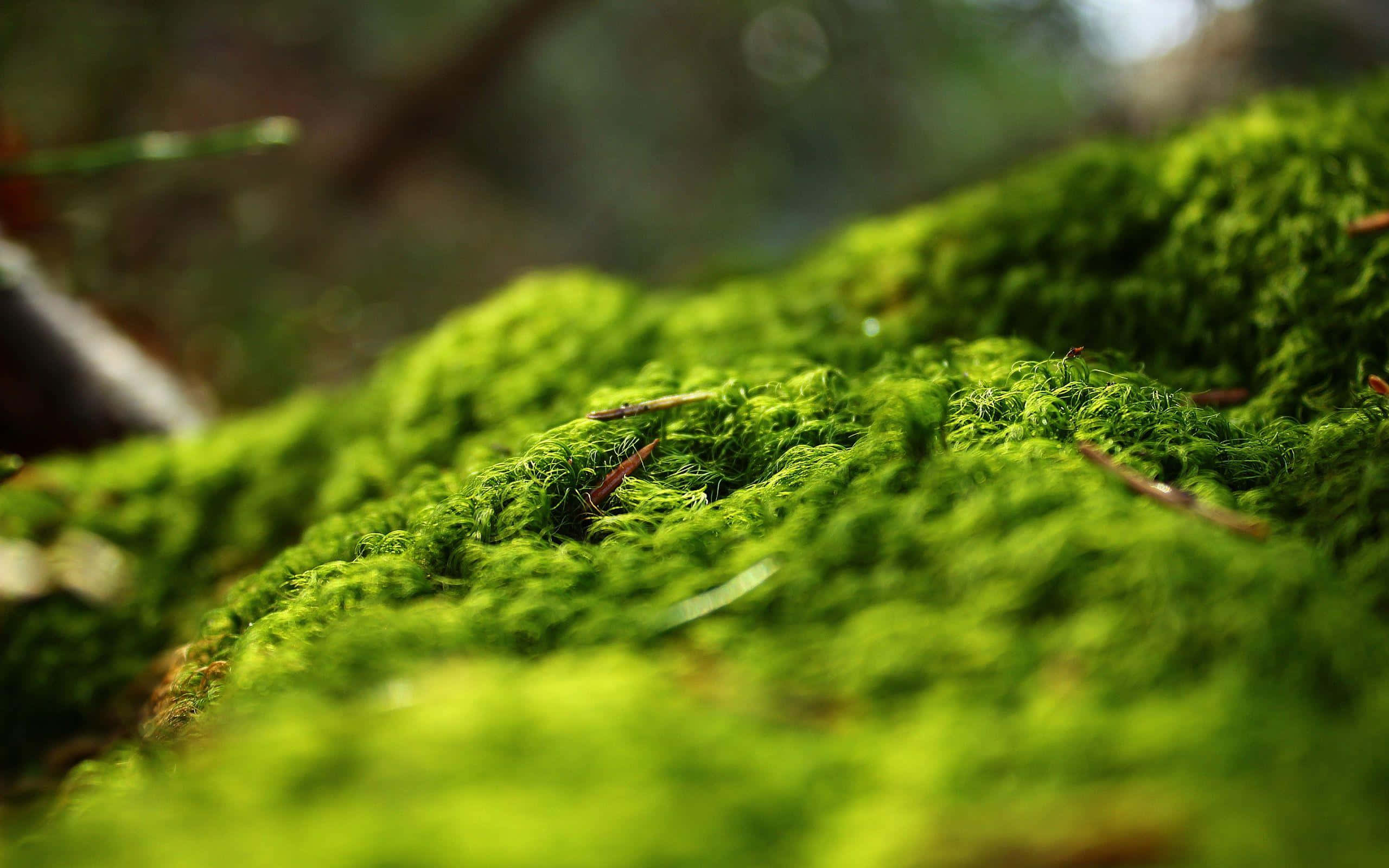 Moss 桌布 壁紙 — 充滿活力的翡翠綠苔蘚覆蓋著森林地面，在柔和自然光下，背景有模糊的樹枝。