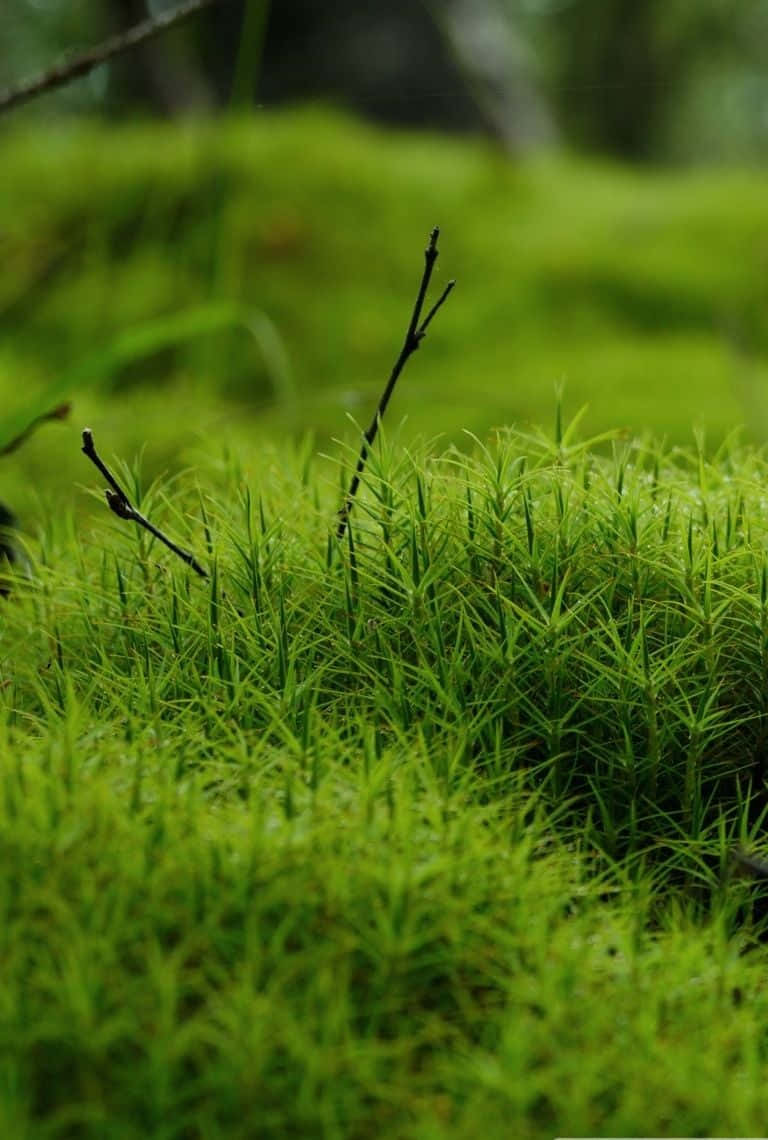 Moss 桌布 壁紙 — 充滿活力的翡翠綠苔蘚覆蓋著森林地面，細小的尖刺葉片和纖細的樹枝從柔軟的苔毯中冒出。