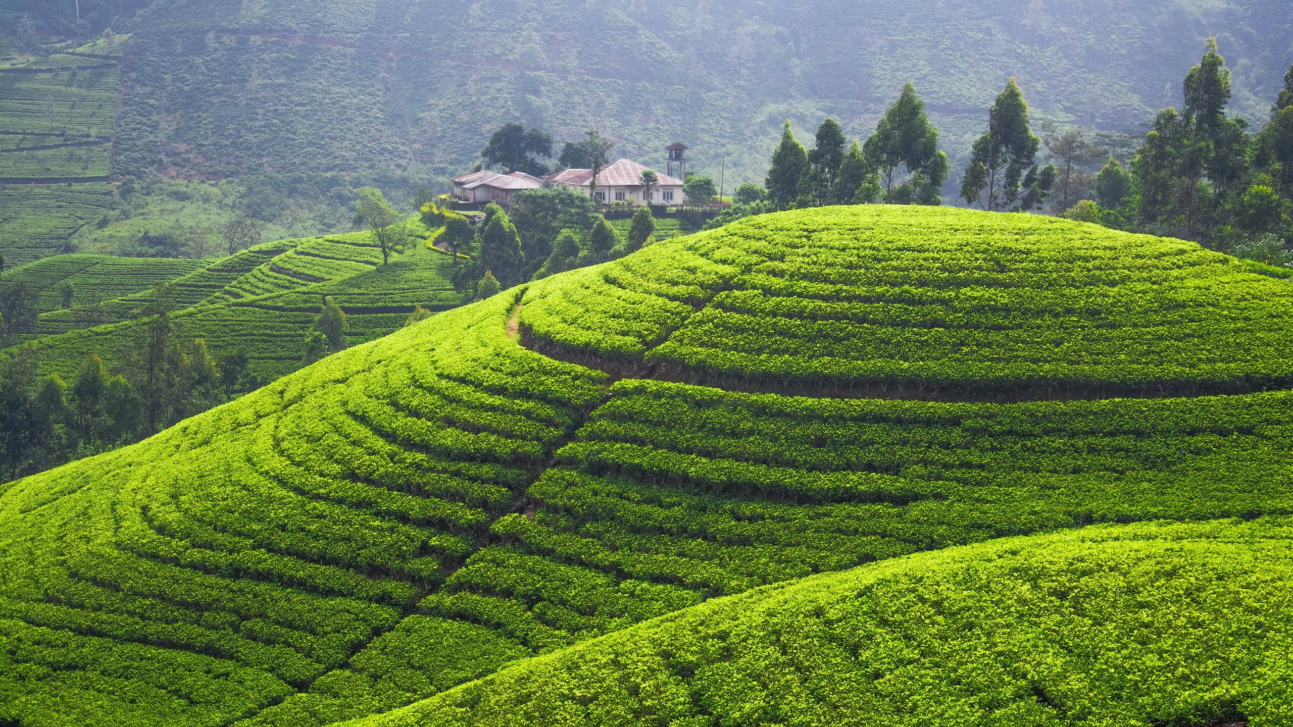 Sri Lanka 桌布 壁紙 — 充滿活力的翡翠綠茶園梯田沿著起伏的山丘傾瀉而下，遠處樹木間有一座小房子。