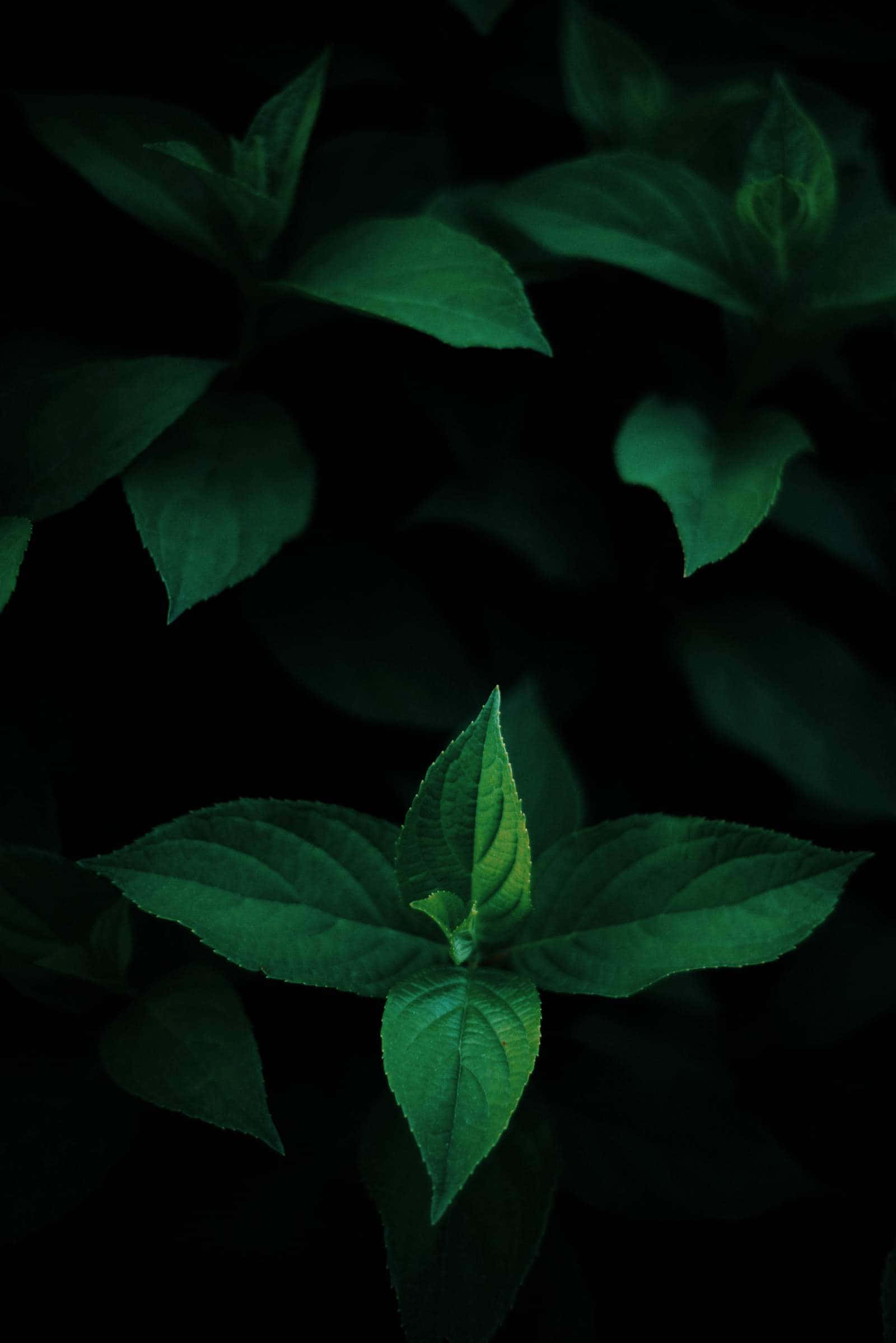 Leaves 桌布 壁紙 — 充滿活力的翡翠綠葉在深黑色背景下閃耀，營造出情緒化的特寫鏡頭。