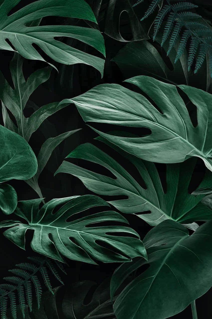 leafy 桌布 壁紙 — 充滿活力的翡翠綠龜背竹和蕨類葉子在深黑色背景上層疊，形成茂盛的熱帶構圖。