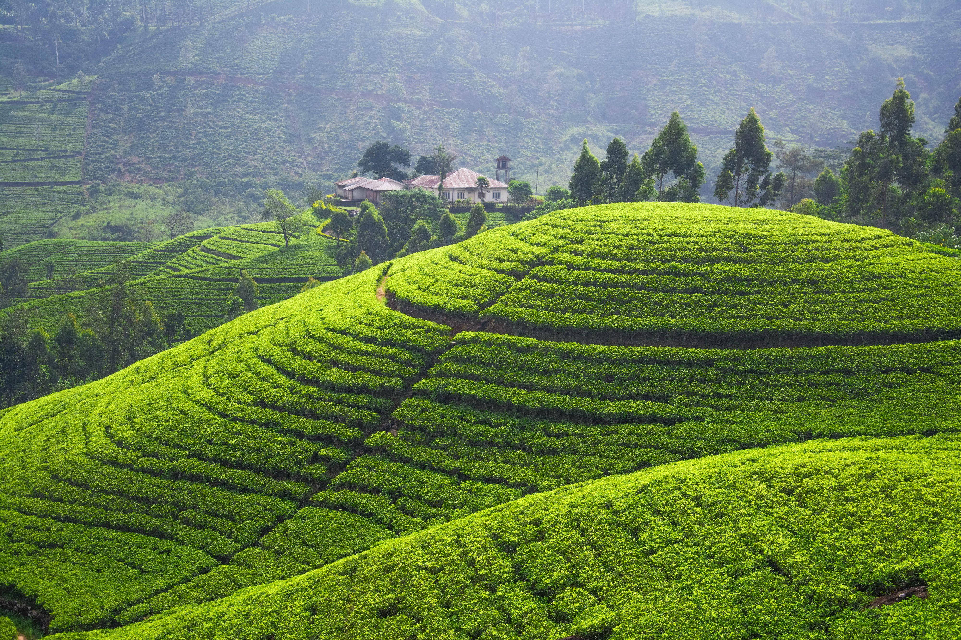 tea 桌布 壁紙 — 充滿活力的翡翠茶園梯田沿著起伏的山丘層層疊疊，遠處高樹叢中隱藏著一座小屋。