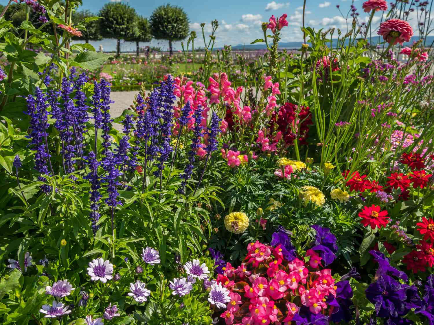 花 桌布 壁紙 — 充滿活力的花園，在明亮晴朗的天空下綻放著紫色、粉紅色、紅色和黃色的花朵。