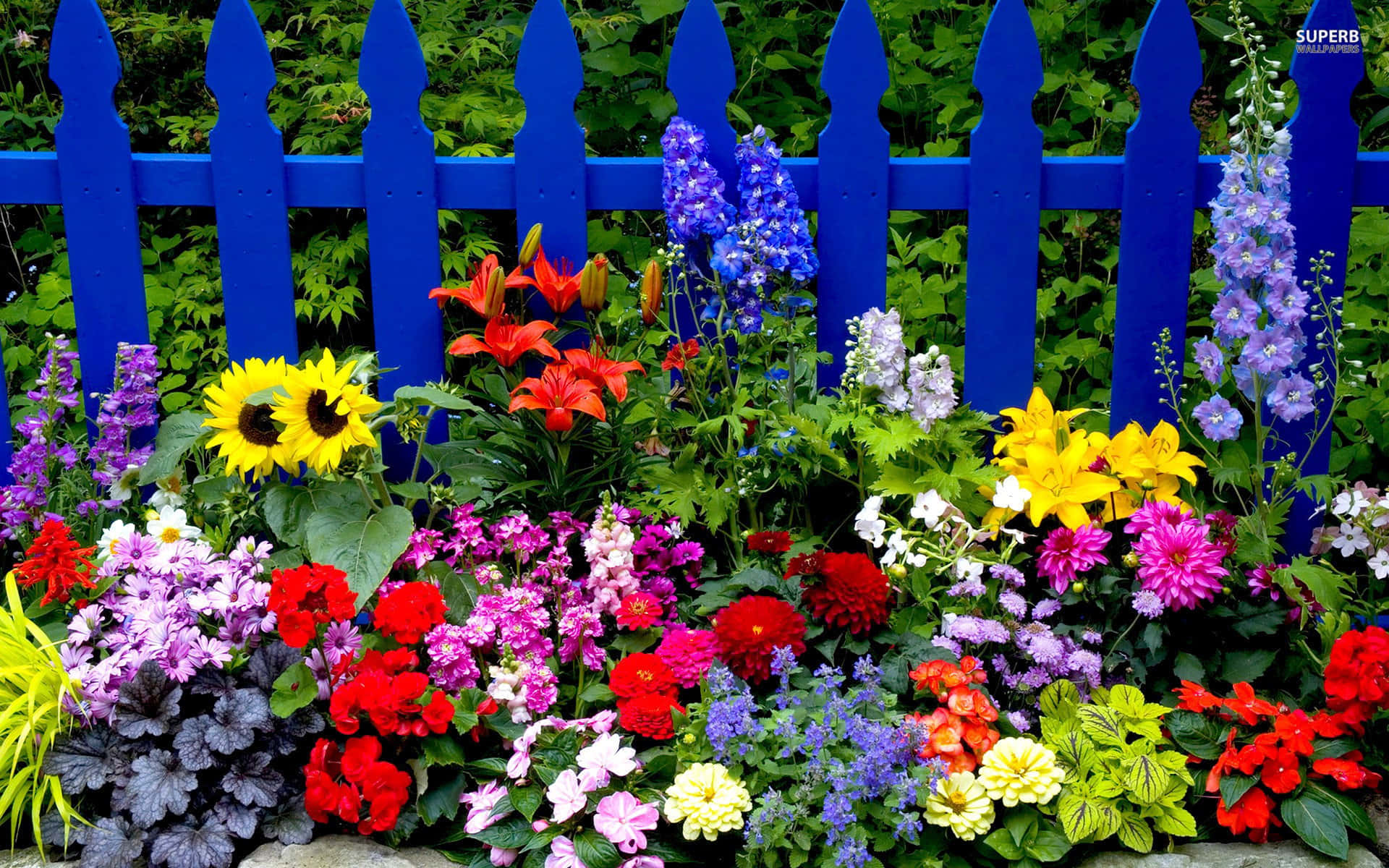 plants 桌布 壁紙 — 充滿活力的花壇，開滿紅色、黃色、紫色和粉紅色的花朵，襯托著大膽的藍色柵欄。