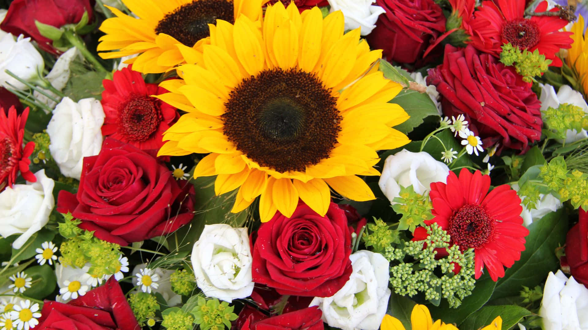 Roses 桌布 壁紙 — 充滿活力的花束，綻放著大膽的紅色、白色和黃色色調的向日葵、玫瑰、雛菊和非洲菊。