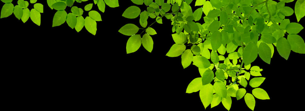 Green Border 桌布 壁紙 — 充滿活力的萊姆綠色葉片沿對角線傾瀉而下，與純黑背景形成大膽的自然對比。