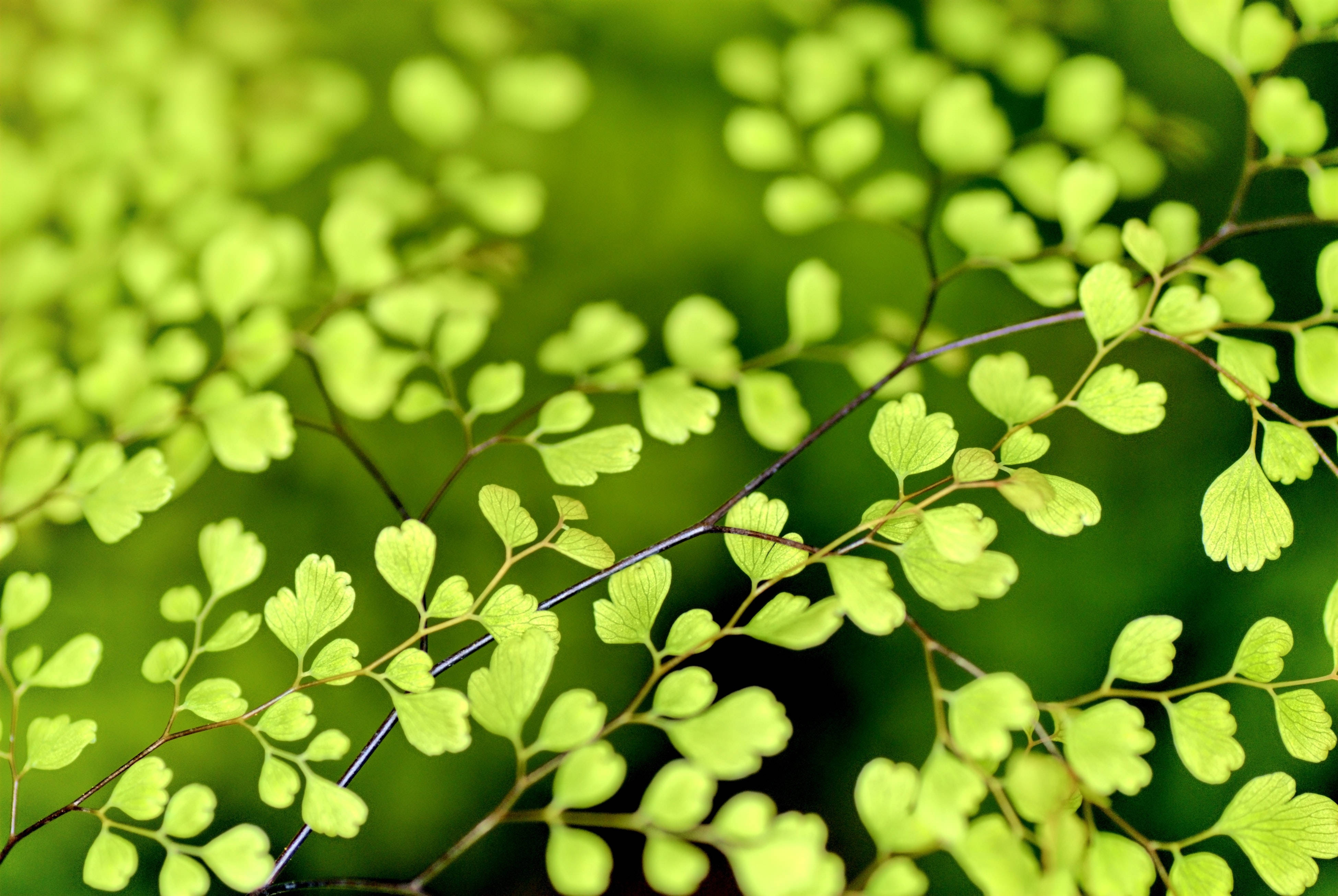 Plant Aesthetic 桌布 壁紙 — 充滿活力的萊姆綠色蕨葉在柔和模糊的森林背景下優雅地分枝。