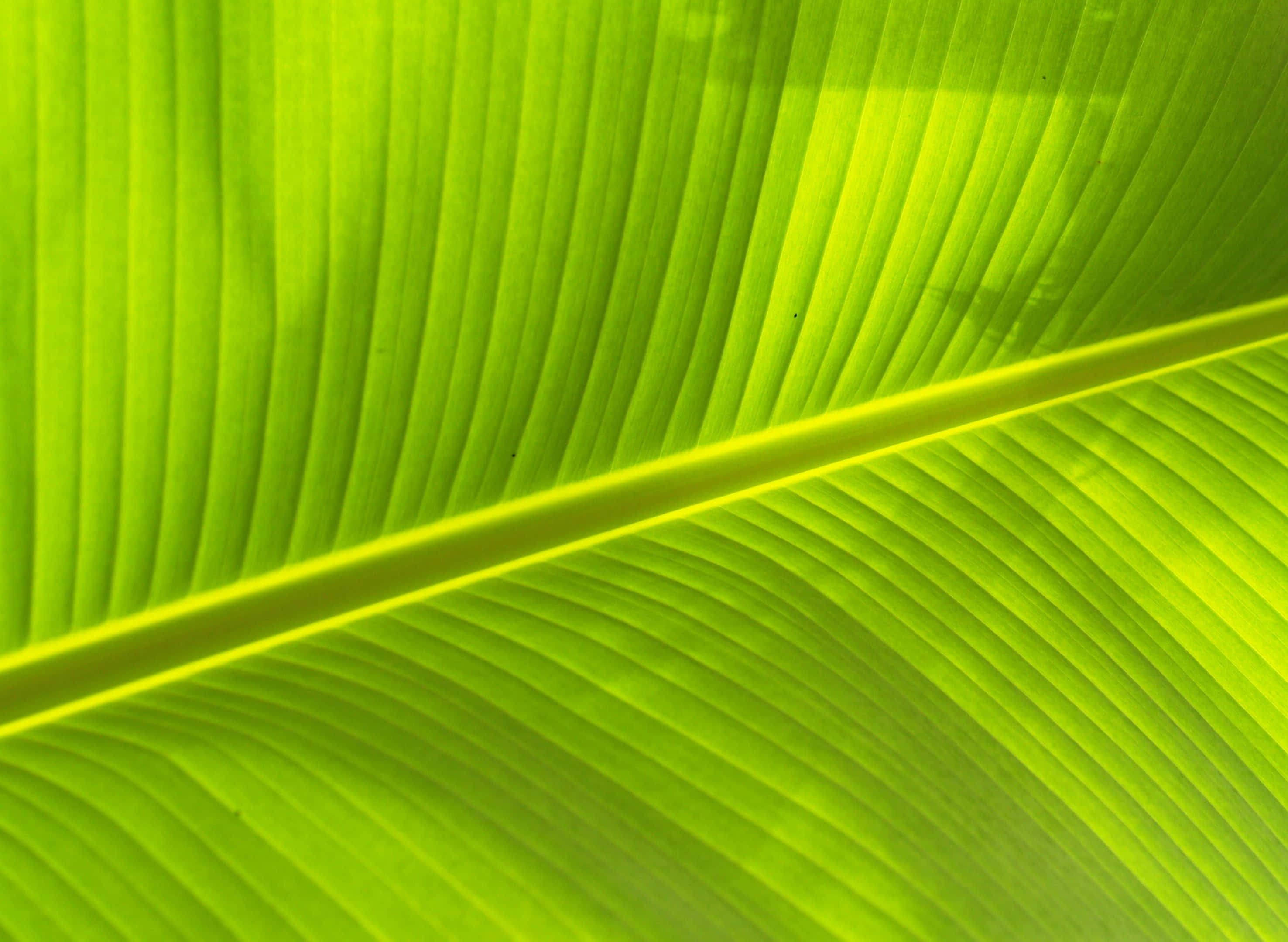 Banana Leaf 桌布 壁紙 — 充滿活力的萊姆綠色香蕉葉，帶有複雜的平行葉脈，在明亮的陽光下閃閃發光。
