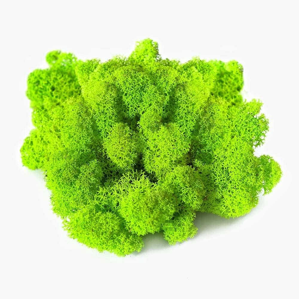 Green Moss 桌布 壁紙 — 充滿活力的萊姆綠色馴鹿苔蘚，在潔淨的白色背景上呈現出複雜的紋理簇。