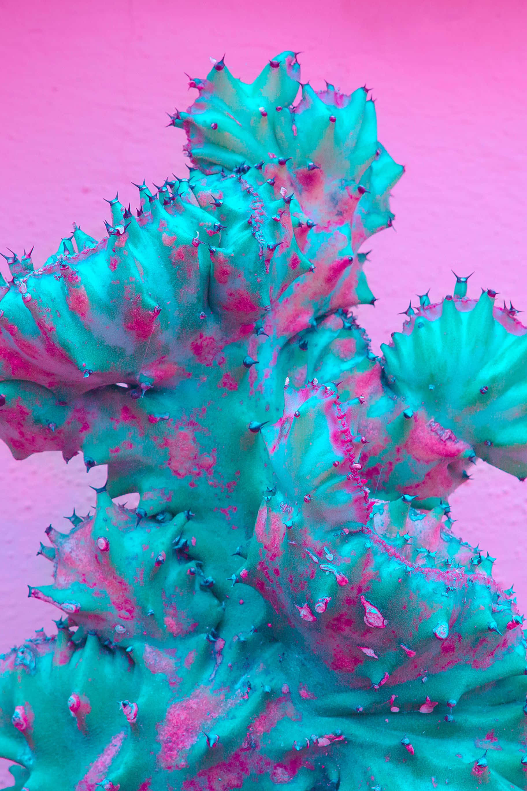 1824x2736 桌布 壁紙 — 充滿活力的藍綠色仙人掌，帶有粉紅色斑點和刺，在純粉紅色背景上脫穎而出。