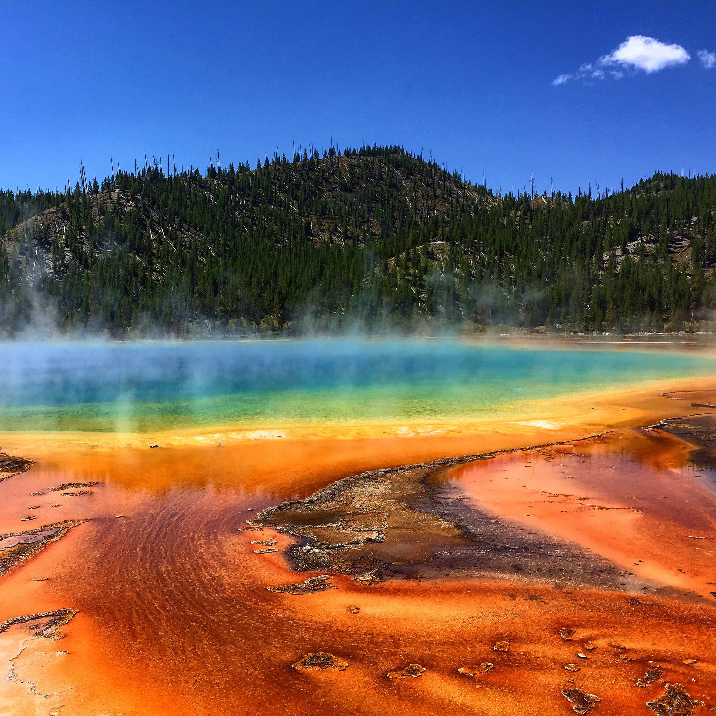 Yellowstone 桌布 壁紙 — 充滿活力的藍綠色溫泉，帶有橙色礦物梯田，在晴朗的藍天和松樹覆蓋的山丘下冒著蒸氣。