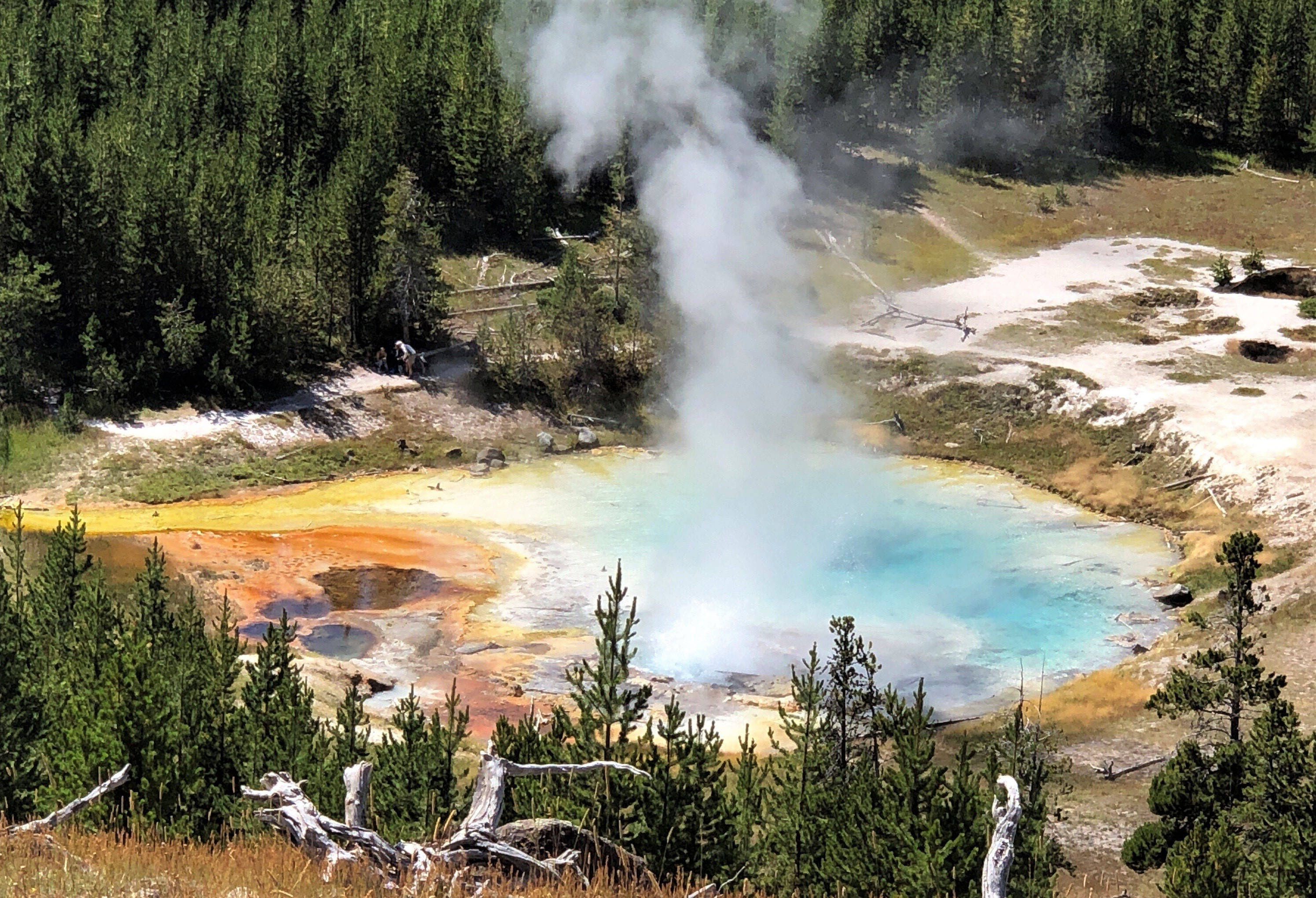 Yellowstone 桌布 壁紙 — 充滿活力的藍綠色溫泉在色彩繽紛的礦物池中冒著蒸氣，周圍環繞著茂密的常綠森林。