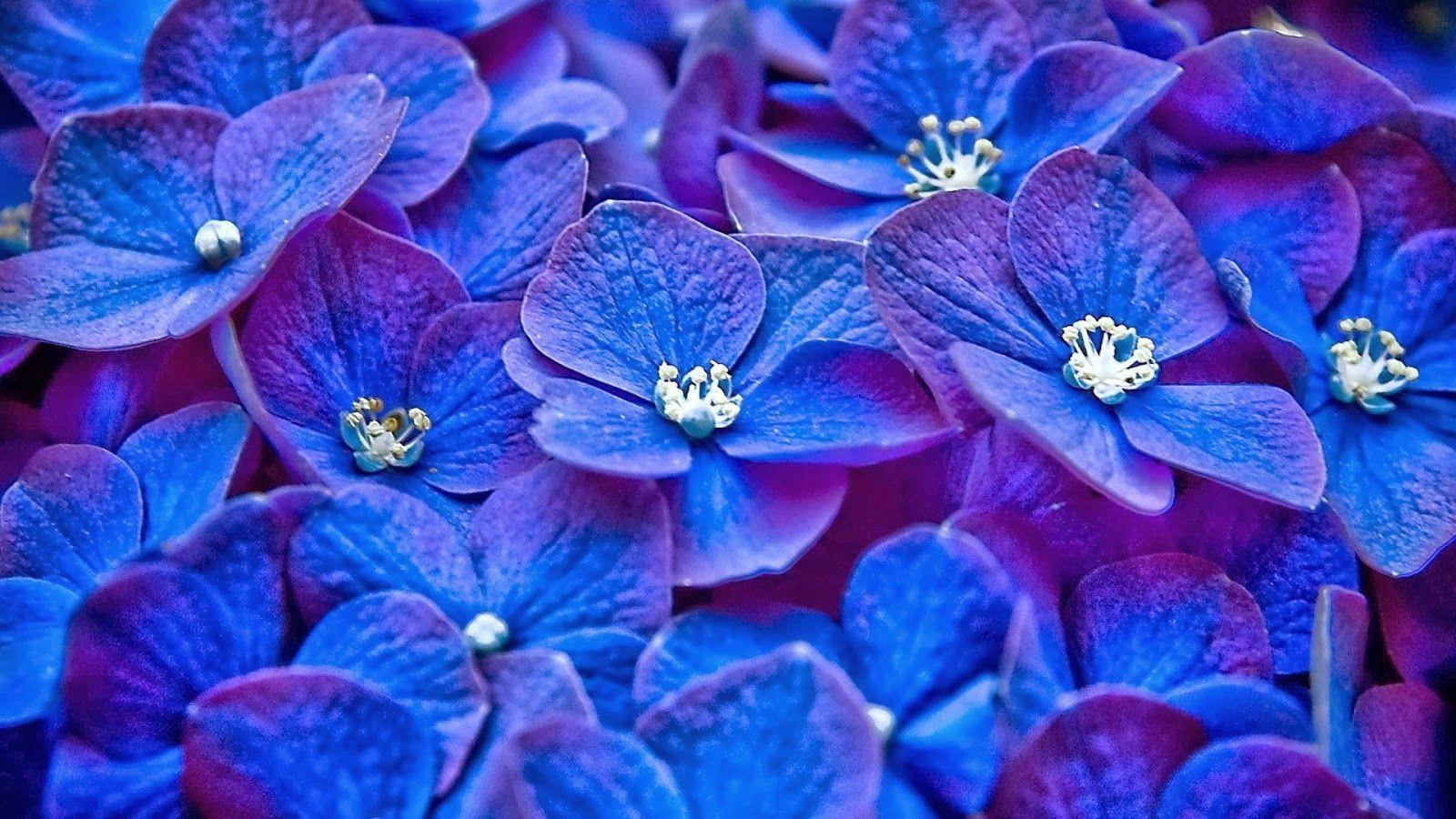 Blue Flower 桌布 壁紙 — 充滿活力的藍色和紫色繡球花，帶有精緻的白色雄蕊，在茂密的特寫中充滿畫面。