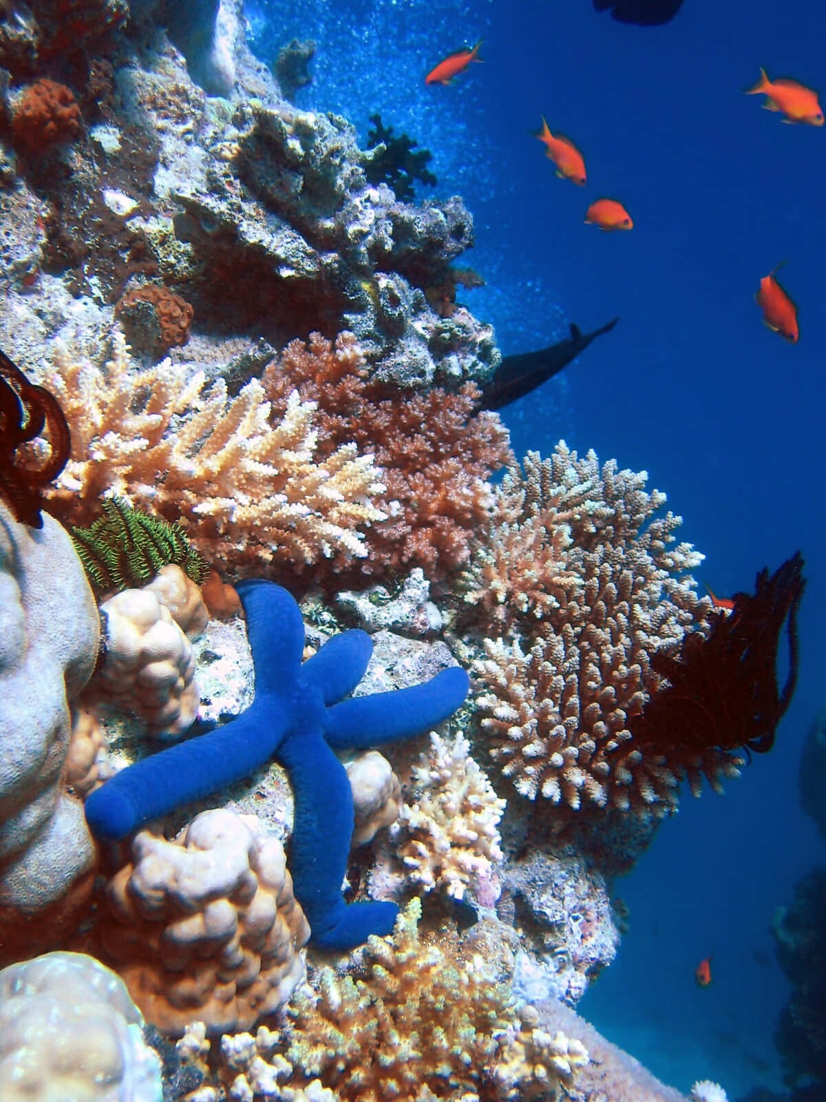 Coral Reef 桌布 壁紙 — 充滿活力的藍色海星棲息在色彩繽紛的珊瑚礁上，橙色魚在清澈的藍色水中游動。