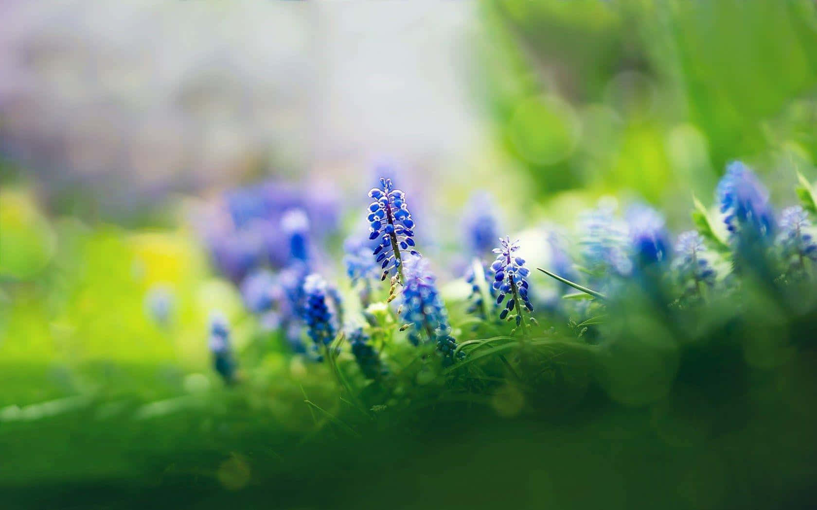 Focus 桌布 壁紙 — 充滿活力的藍色葡萄風信子在柔和的自然光下，在茂密的綠草中盛開，營造出夢幻般的淺景深效果。