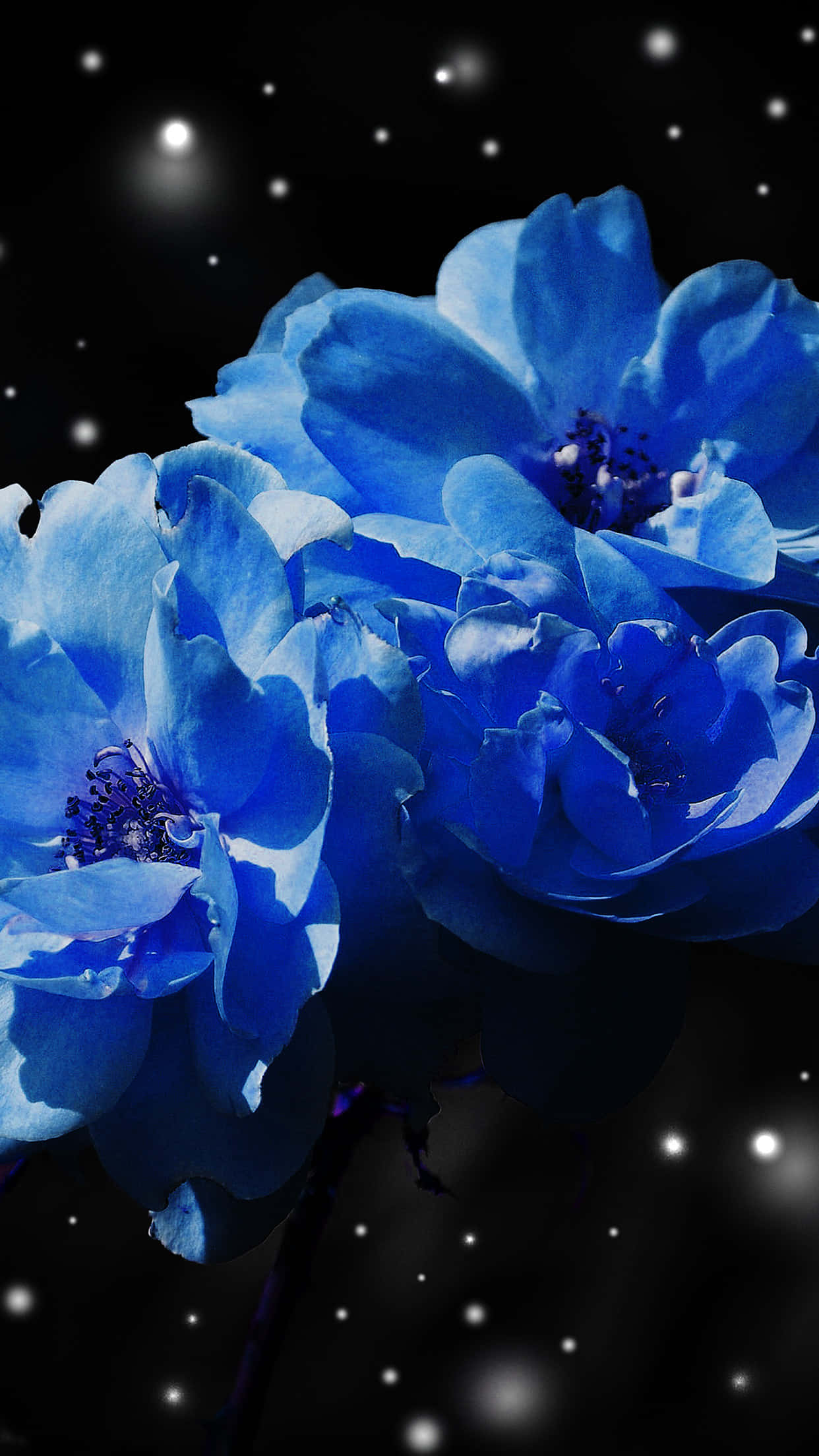 花 桌布 壁紙 — 充滿活力的藍色銀蓮花在繁星點點的夜空下綻放，伴隨著閃爍的天體光芒。
