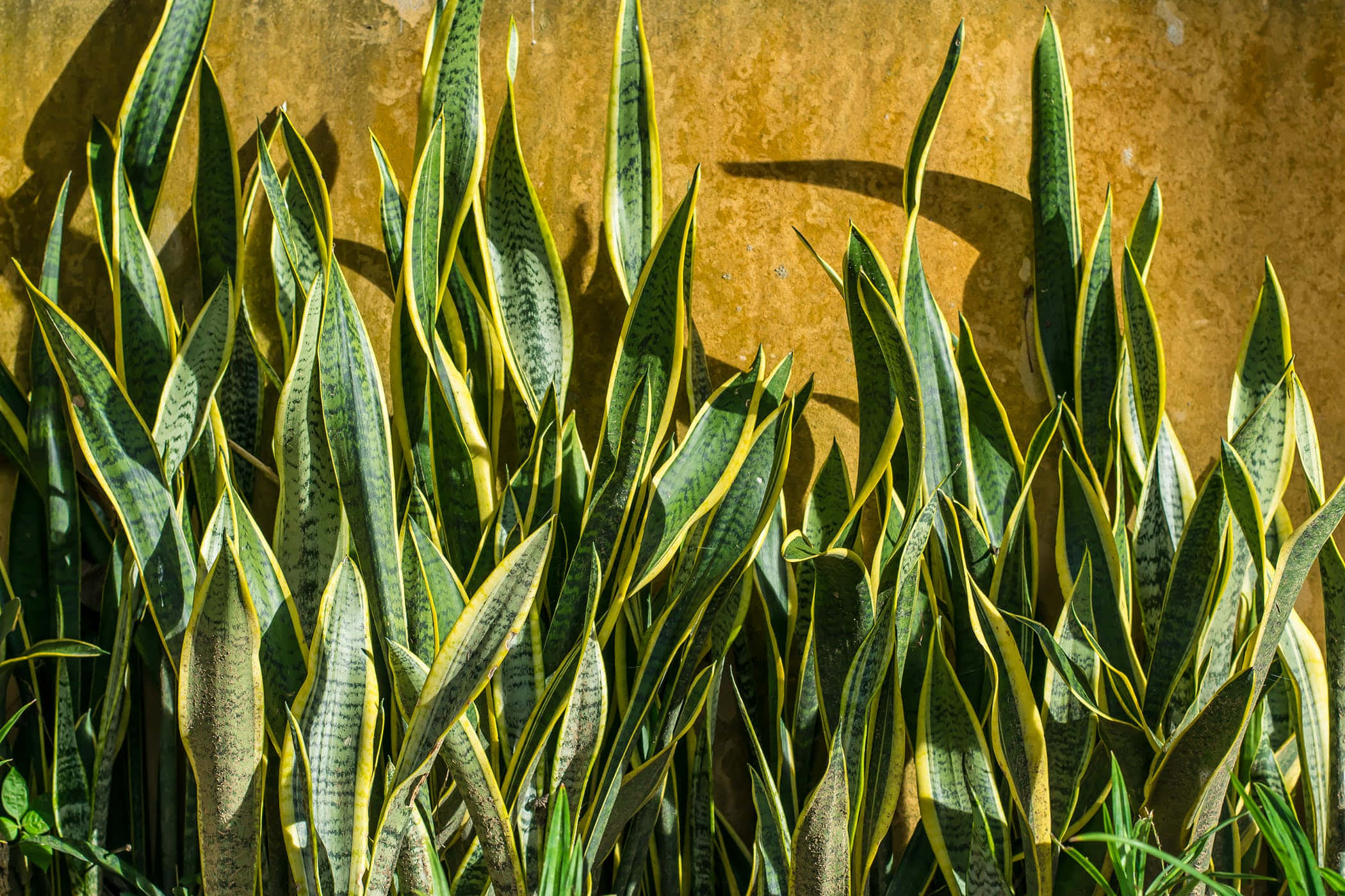 Snake Plant 桌布 壁紙 — 充滿活力的虎尾蘭葉片帶有黃色邊緣，在明亮的陽光下，在紋理金色牆壁上投下清晰的陰影。