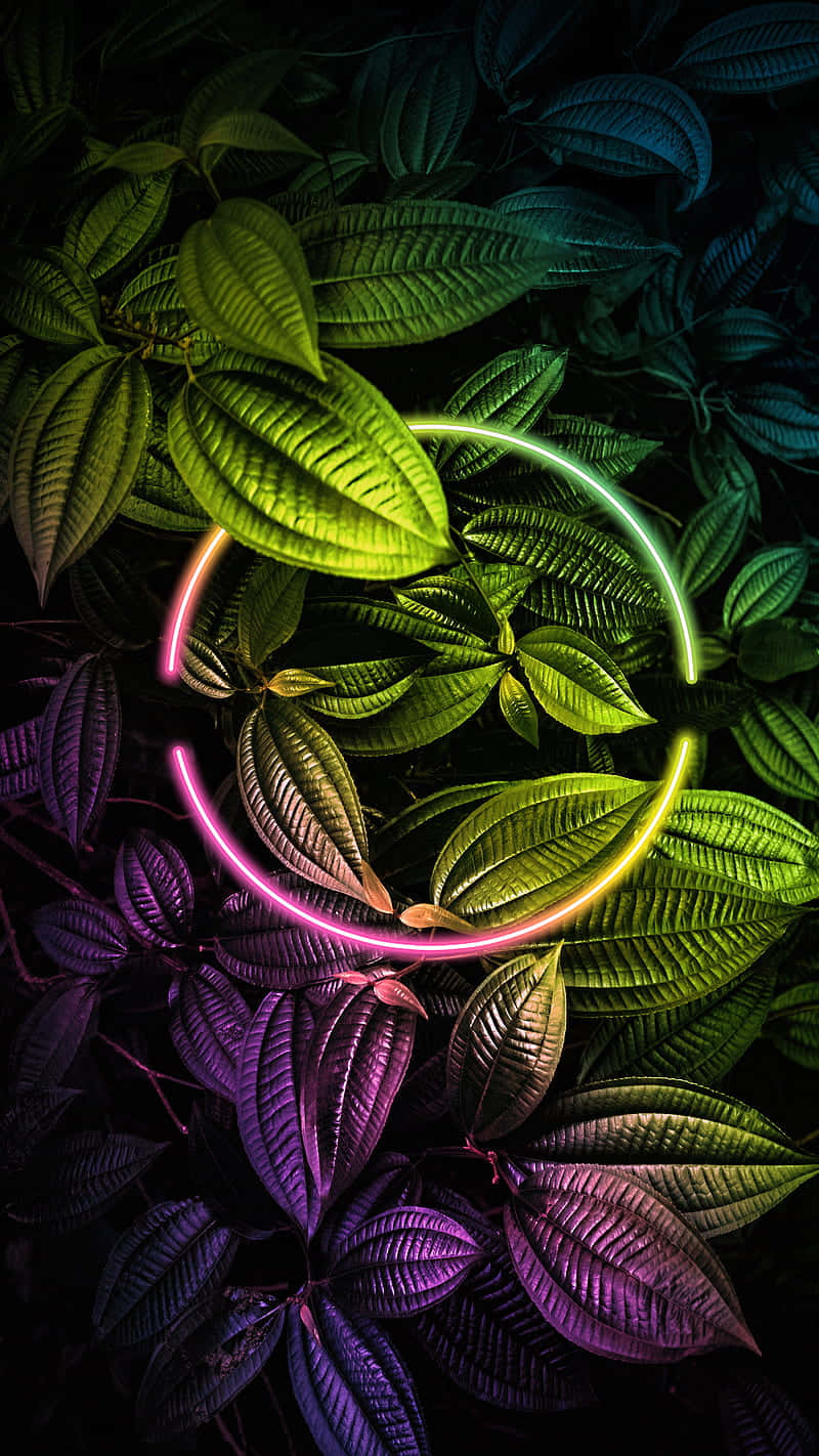 霓虹 桌布 壁紙 — 充滿活力的螢光粉紅和綠色發光弧線在黑色背景上穿過茂密的深綠色和紫色樹葉。