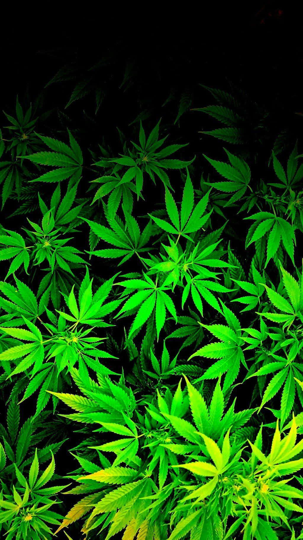 Weed Leaf 桌布 壁紙 — 充滿活力的螢光綠色大麻葉在漆黑的背景下，以密集、高對比度的特寫方式發光。
