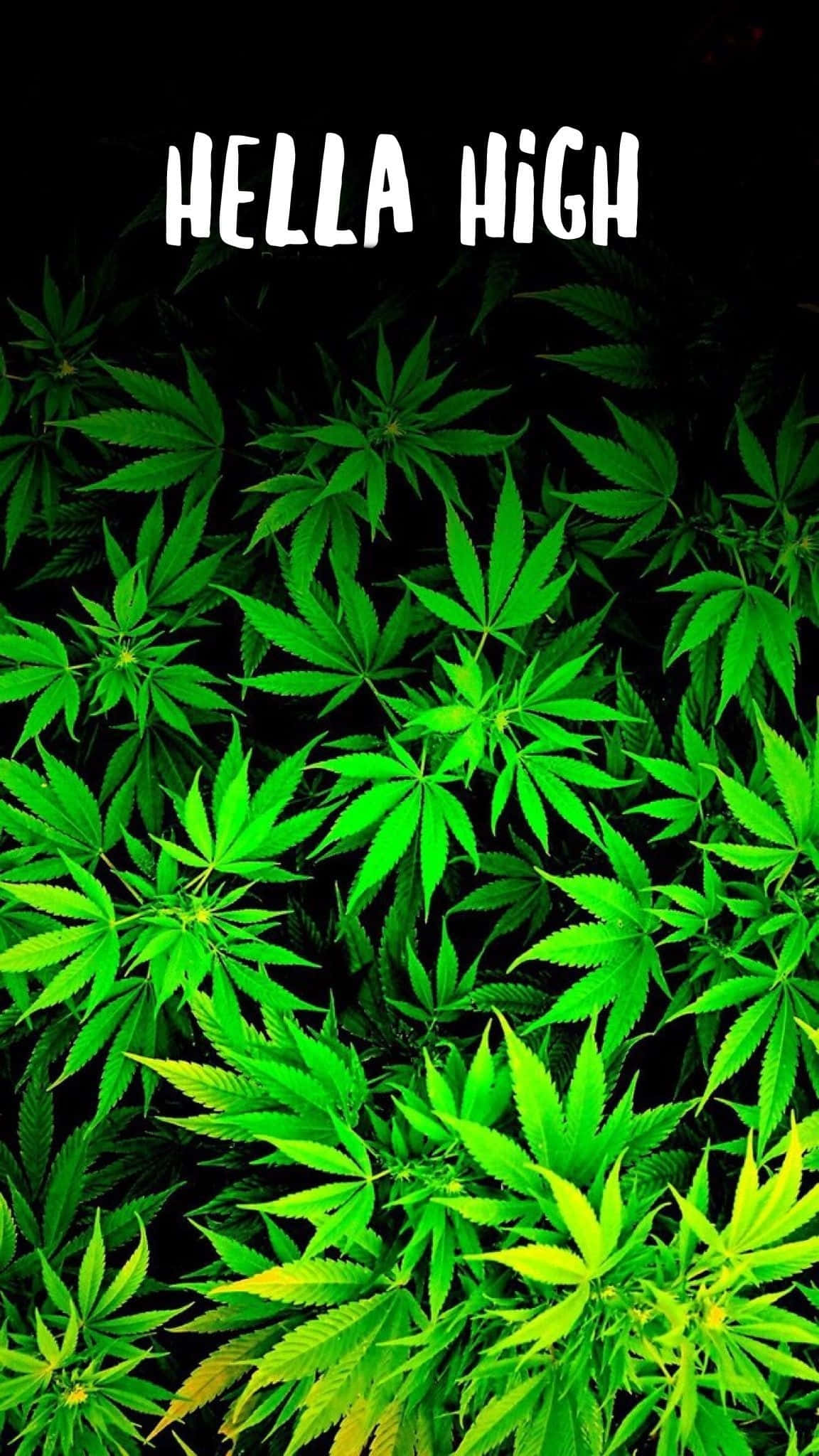 迷幻 桌布 壁紙 — 充滿活力的螢光綠色大麻葉填滿了黑色背景的畫面，並帶有粗體白色文字寫著 hella high。