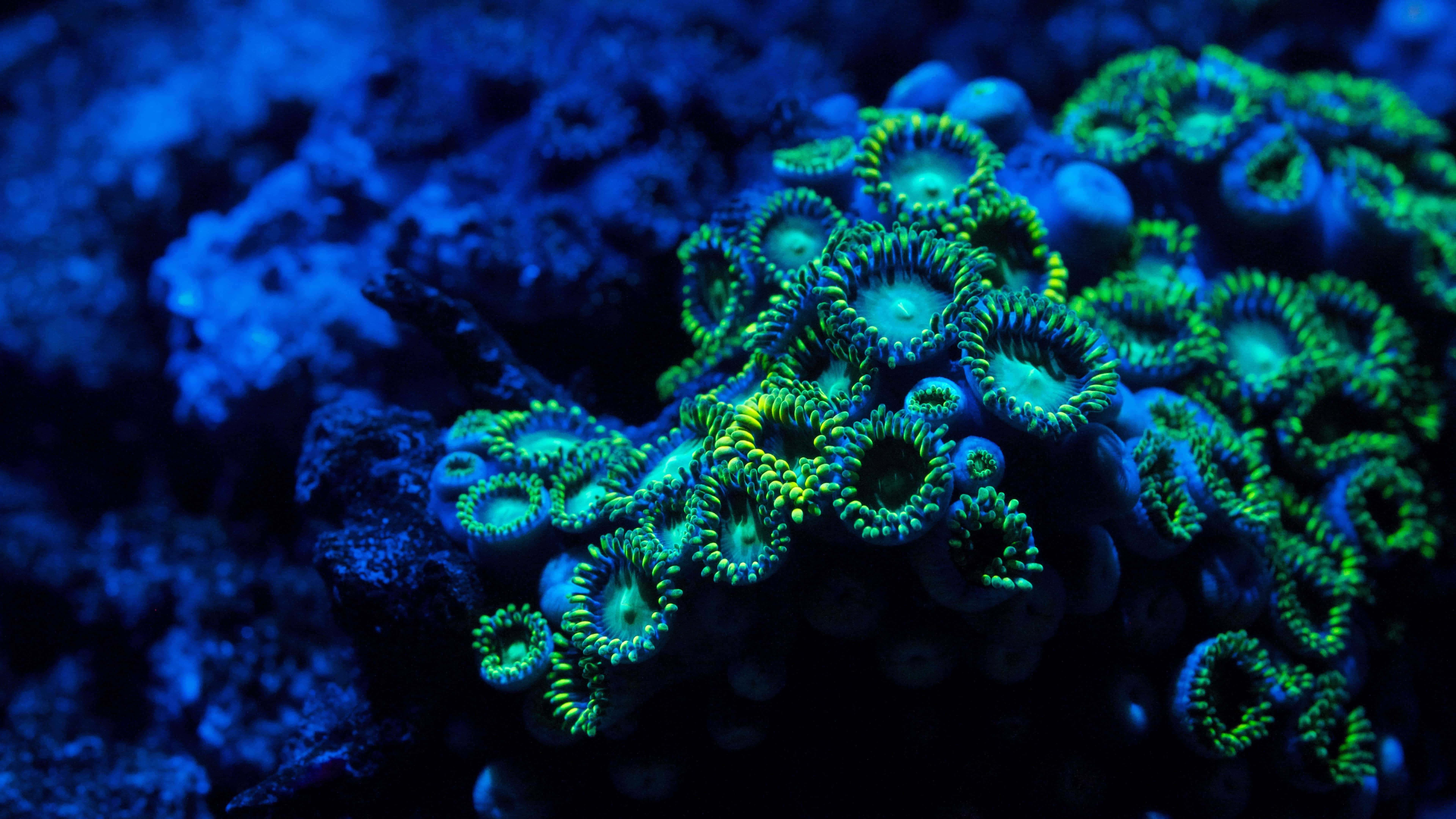 coral 桌布 壁紙 — 充滿活力的螢光綠色珊瑚息肉在深藍色水下背景中發光，呈現迷人的特寫。