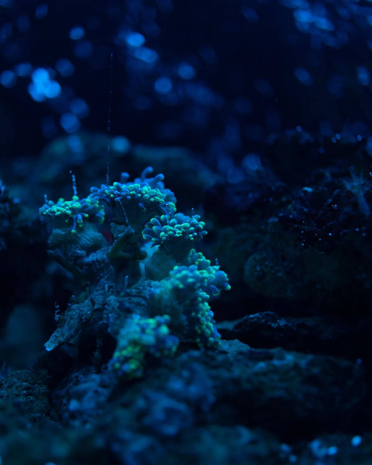 coral 桌布 壁紙 — 充滿活力的螢光綠色珊瑚蟲在深藍色水下岩石的映襯下發光，構成迷人的水生場景。
