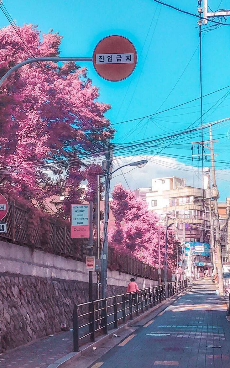 korean 桌布 壁紙 — 充滿活力的街景，粉紅色的櫻花排列在人行道上，上方是明亮的藍天，有架空電線和韓文標誌。