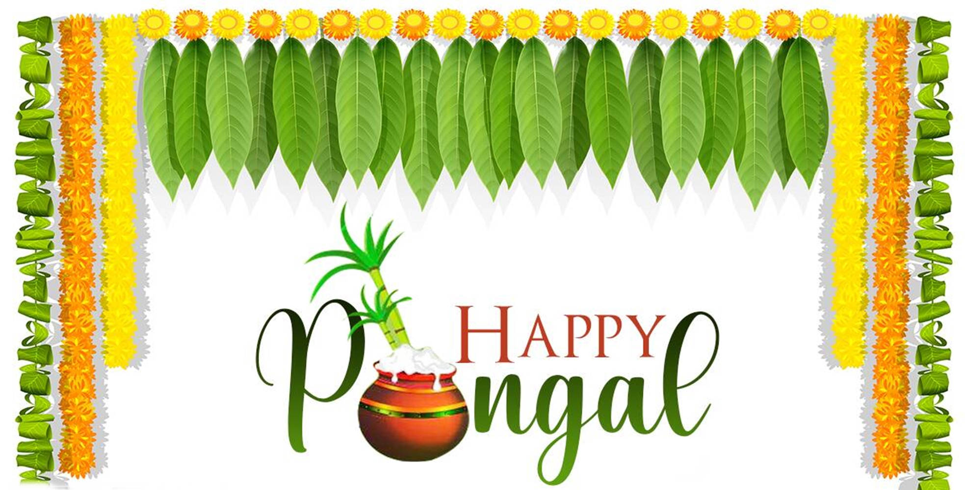 Pongal 桌布 壁紙 — 充滿活力的豐收節問候，中心有綠葉、黃色萬壽菊和一鍋甜米飯。