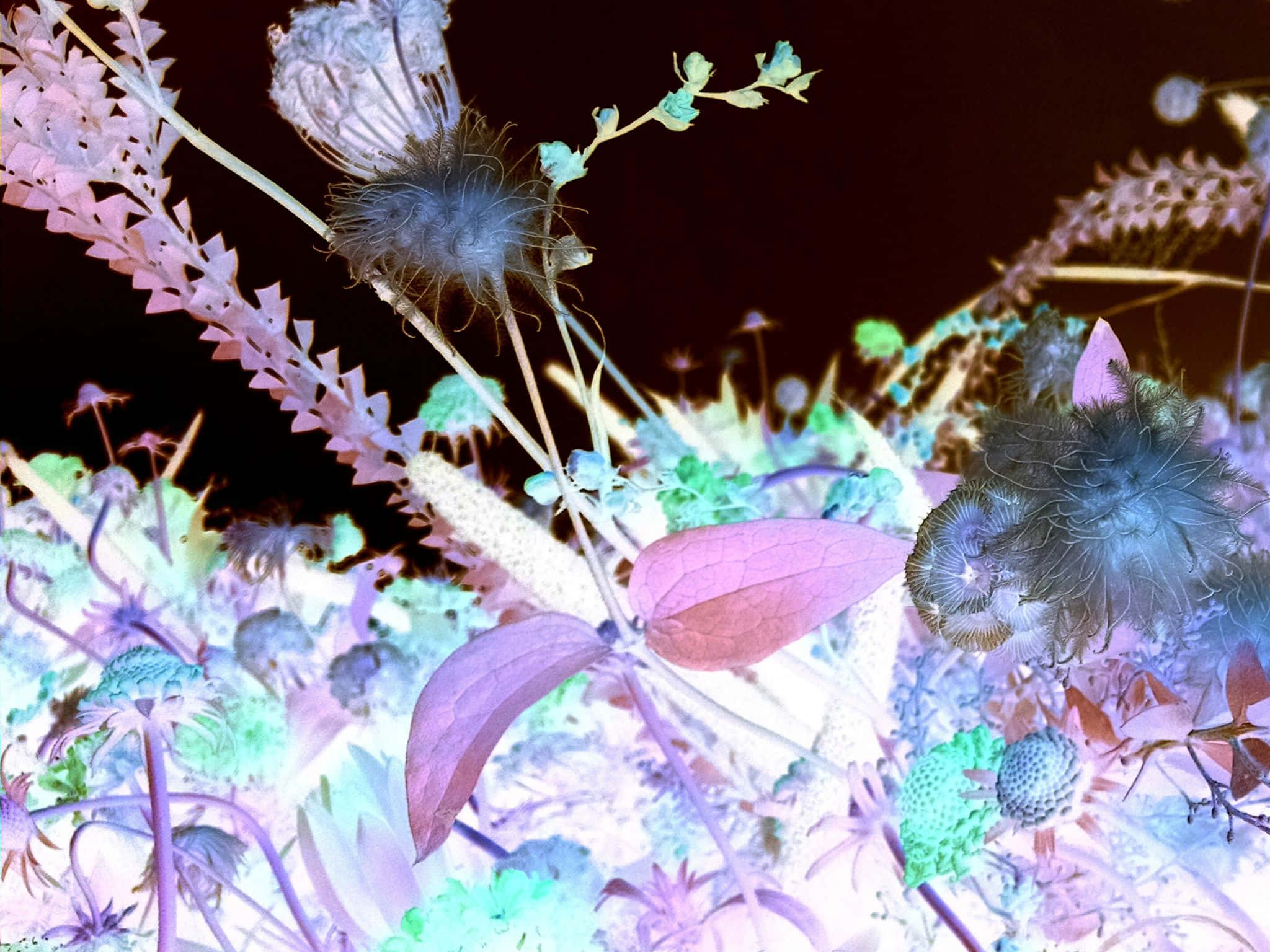 2048x1536 桌布 壁紙 — 充滿活力的超現實植物，帶有發光的紫色、粉紅色和藍綠色色調，背景為深色。