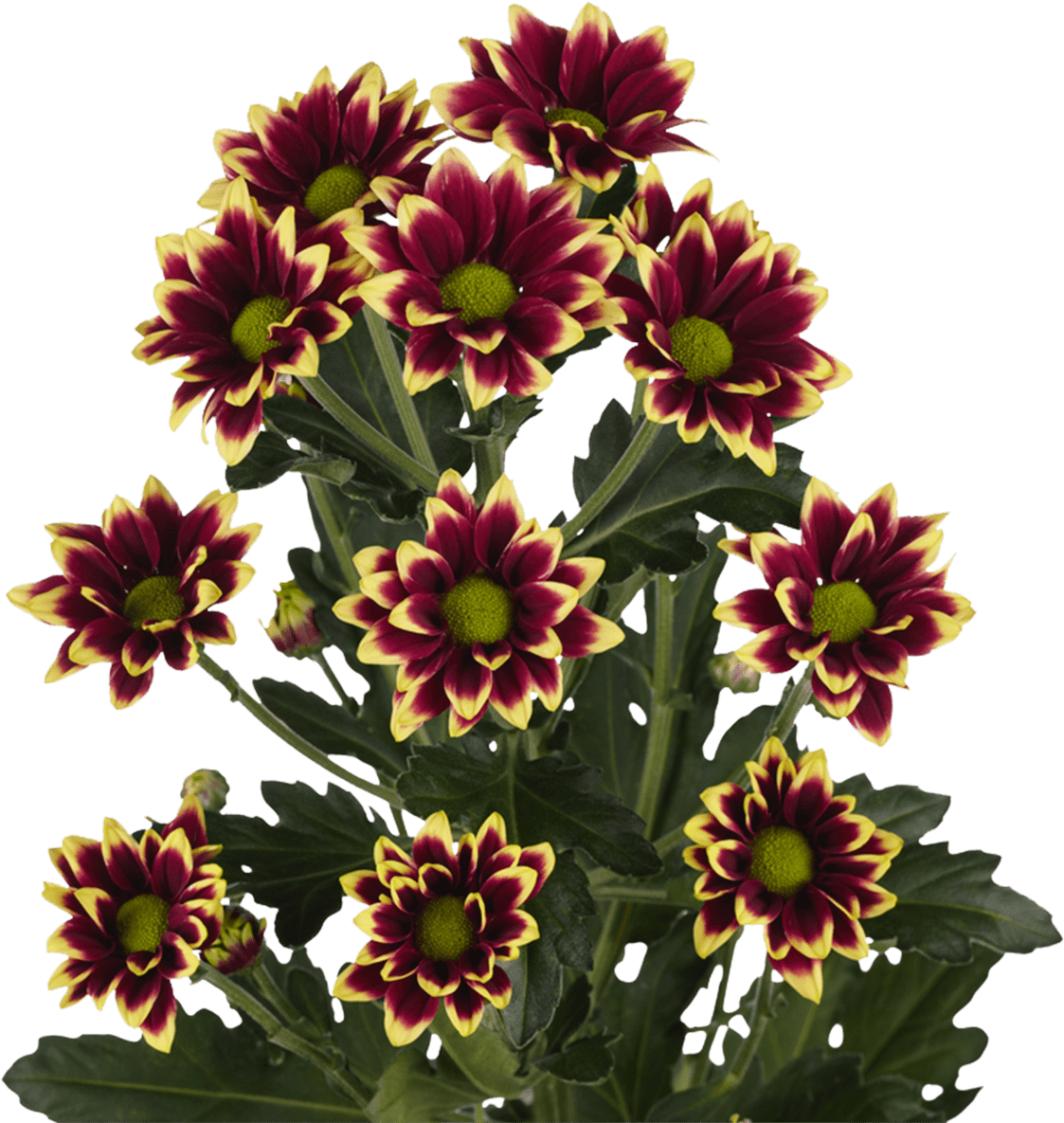 菊花 桌布 壁紙 — 充滿活力的酒紅色和黃色邊緣菊花，帶有綠色花心，在純黑色背景下綻放。