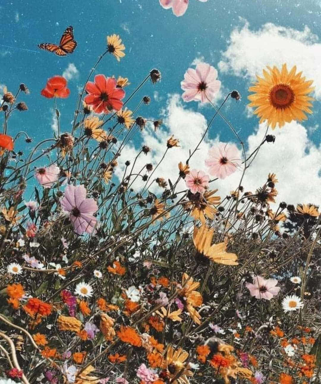 花朵美學動態圖 桌布 壁紙 — 充滿活力的野花盛開，在明亮的藍天下搖曳，點綴著蓬鬆的雲朵和一隻帝王斑蝶。