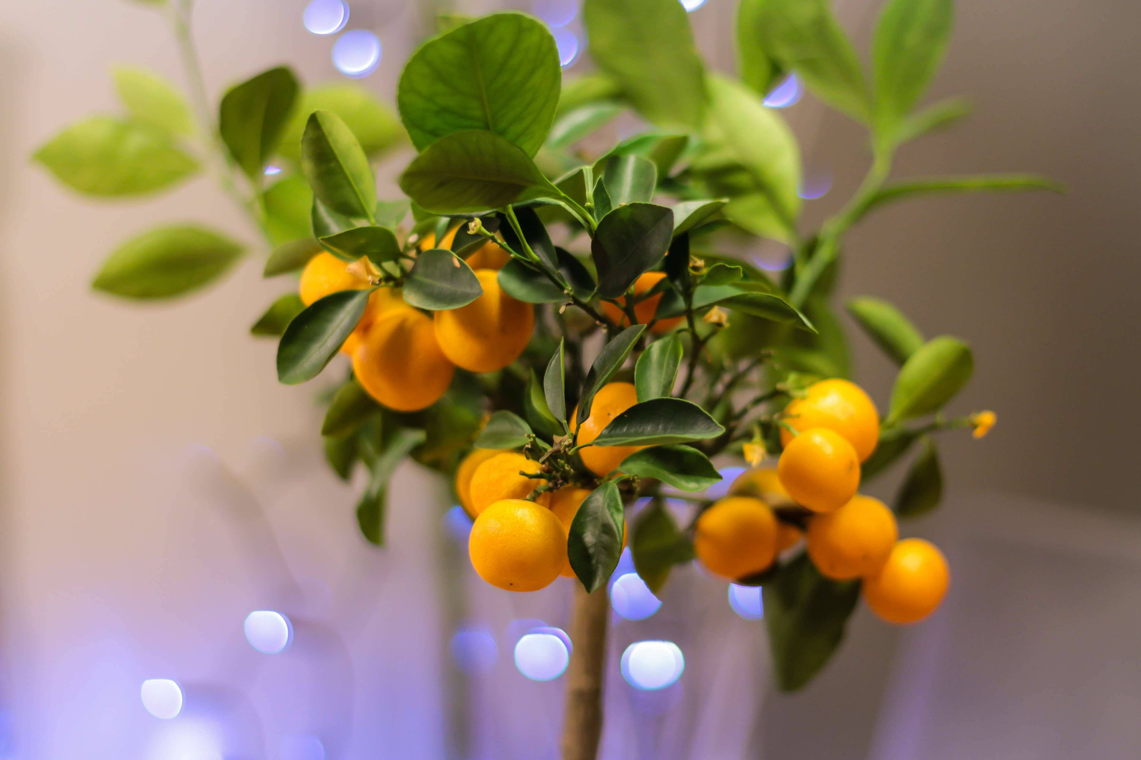 Kumquat 桌布 壁紙 — 充滿活力的金桔枝條，帶有光澤的綠葉和明亮的橙色果實，在柔和的藍色仙女燈模糊背景下閃耀。