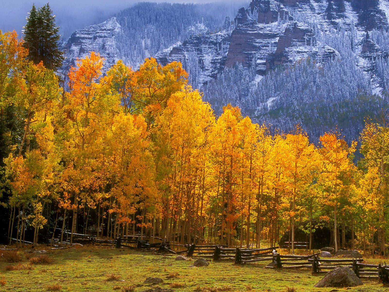 Fall Country 桌布 壁紙 — 充滿活力的金色白楊樹在秋天閃耀，映襯著白雪覆蓋的山脈，在柔和的藍天下。