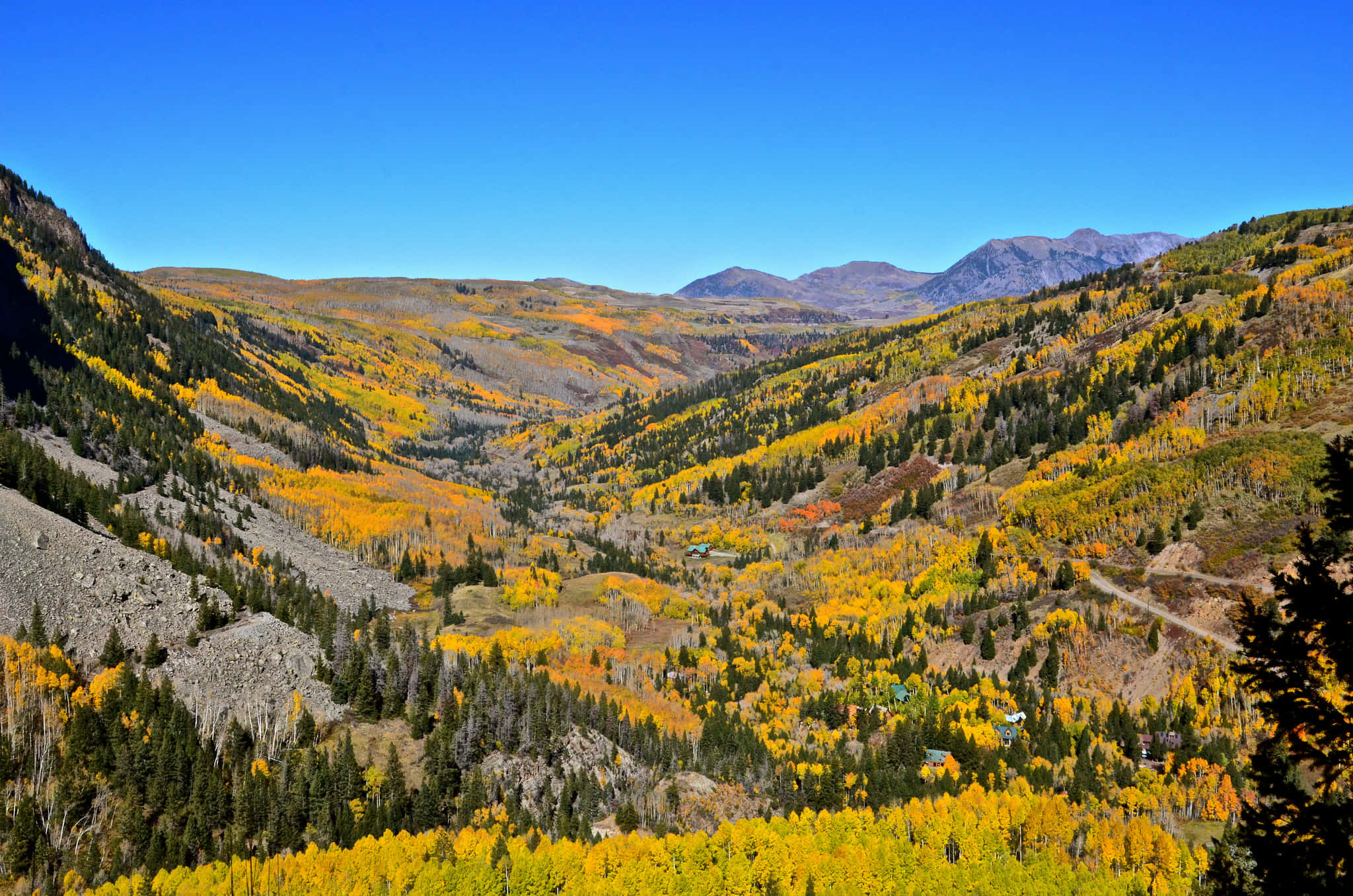 Colorado Mountain 桌布 壁紙 — 充滿活力的金色白楊樹覆蓋著起伏的山坡，在秋日清澈的藍天下。