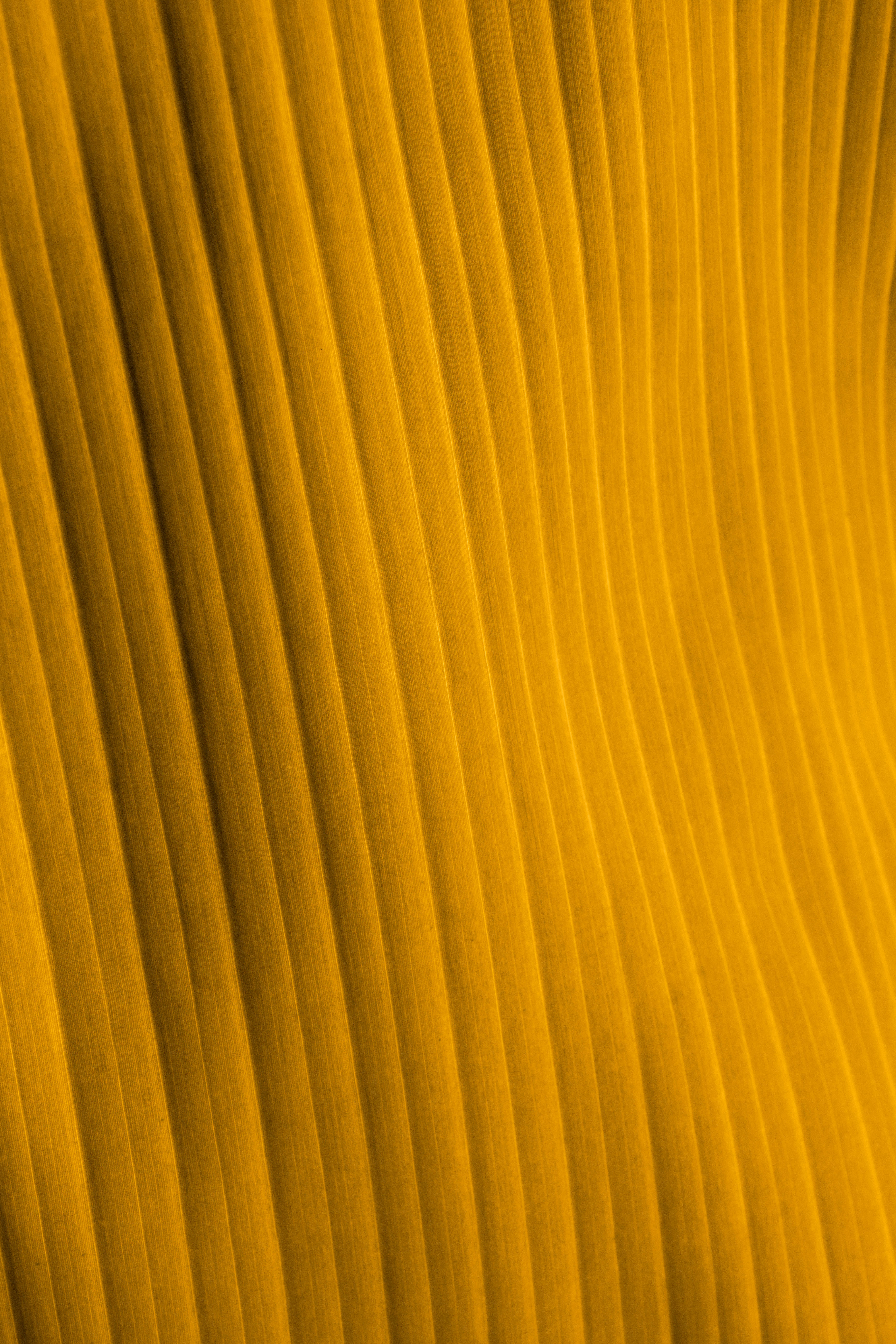 Yellow Texture 桌布 壁紙 — 充滿活力的金黃色褶皺布料特寫，柔和陰影凸顯其流暢的垂直褶皺。