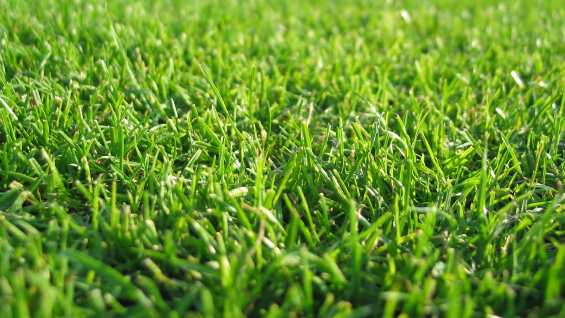 Green Grass 桌布 壁紙 — 充滿活力的陽光照射下的綠色草葉特寫，淺景深和自然紋理。